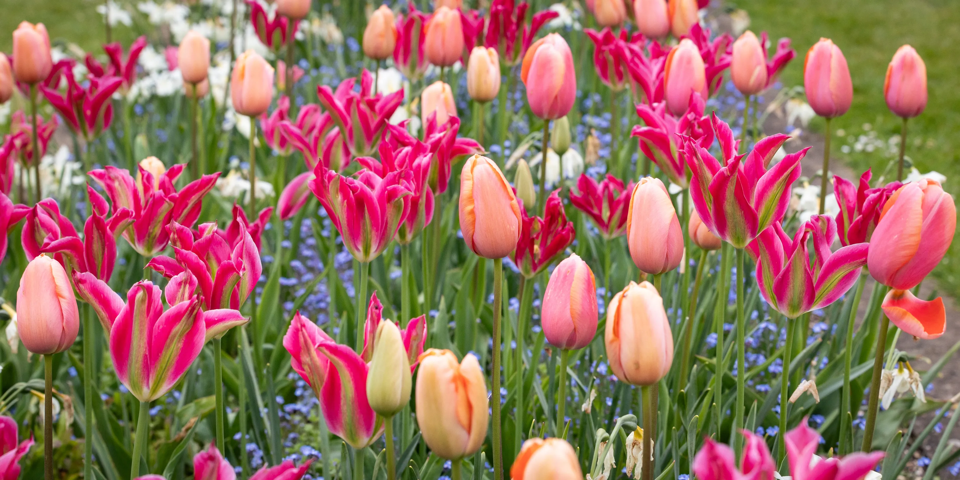 An Array of Tulips