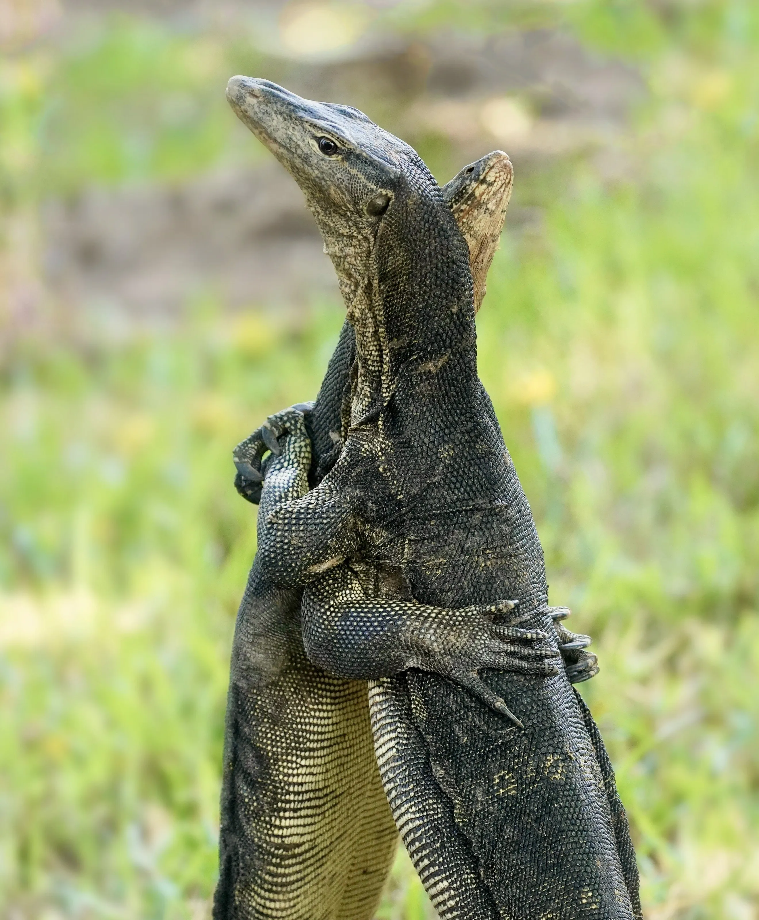 Locked Embrace