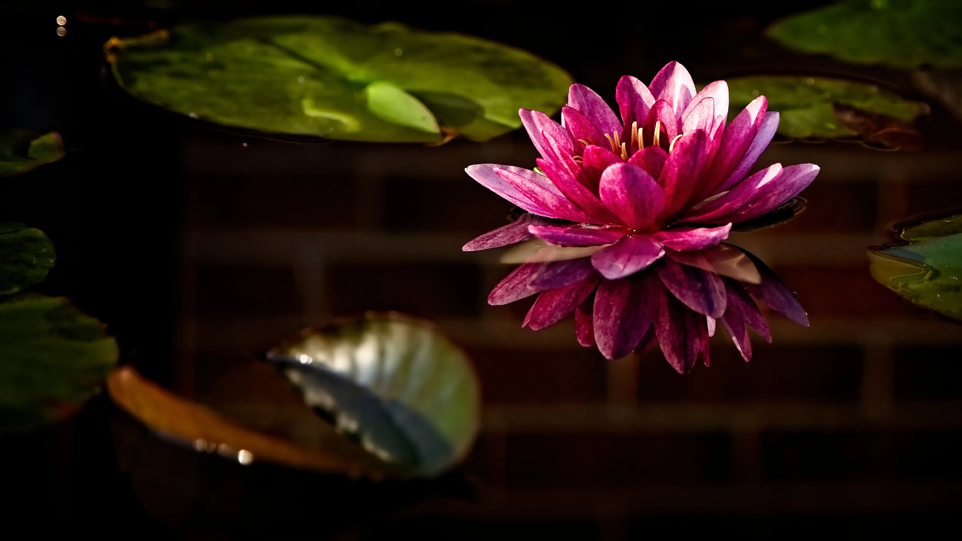 purple water lily