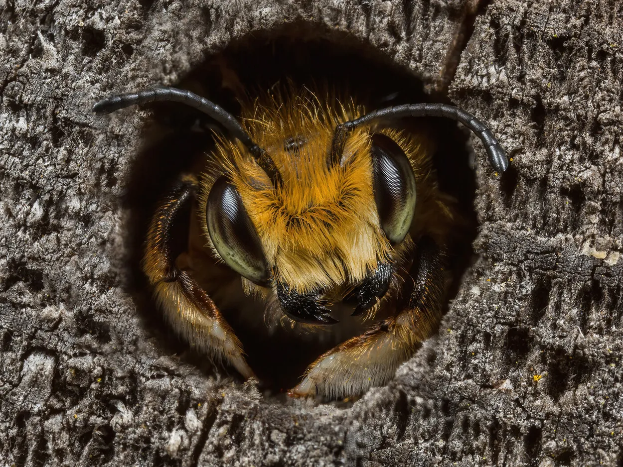 Leafcutter Bee
