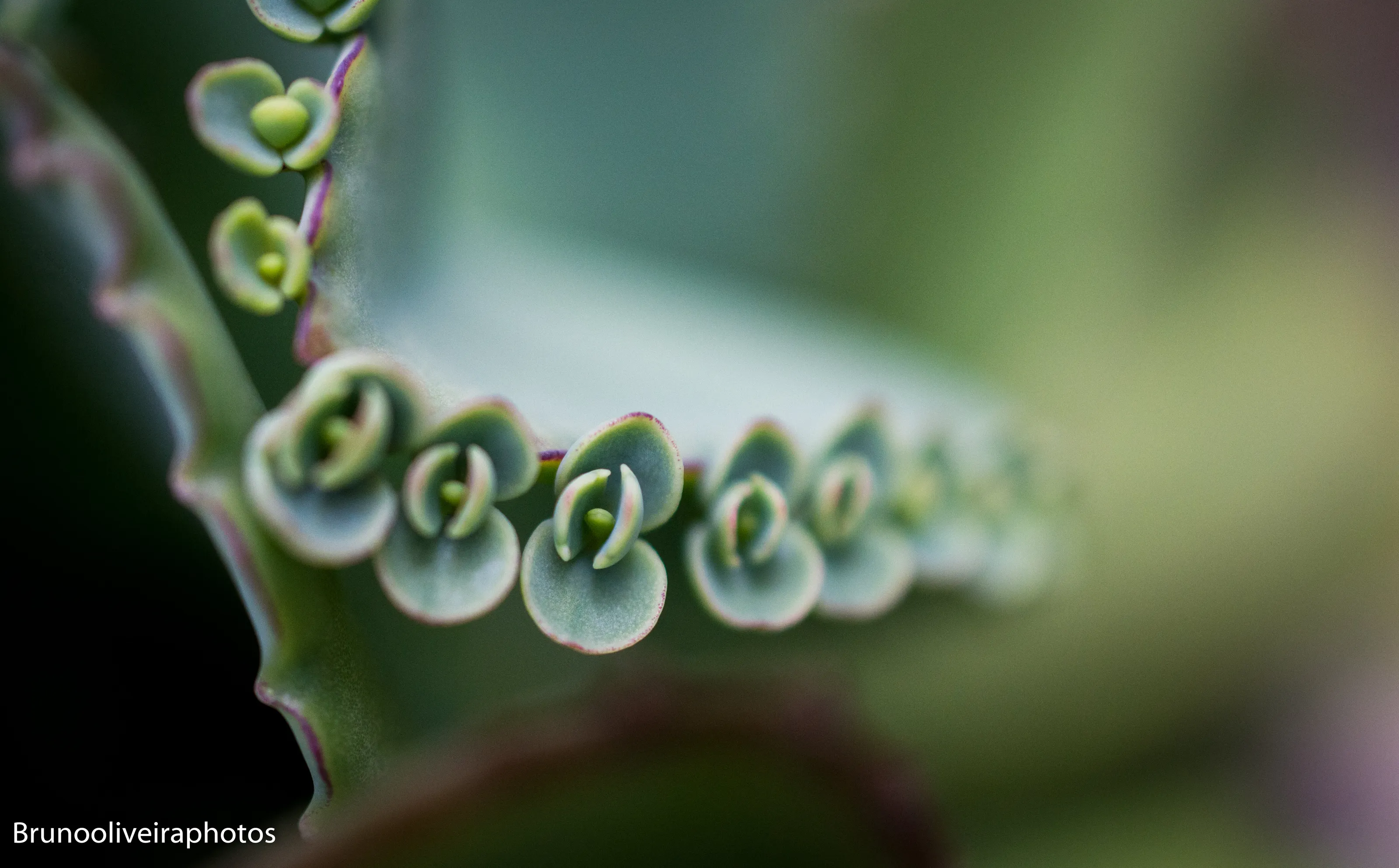Macro
