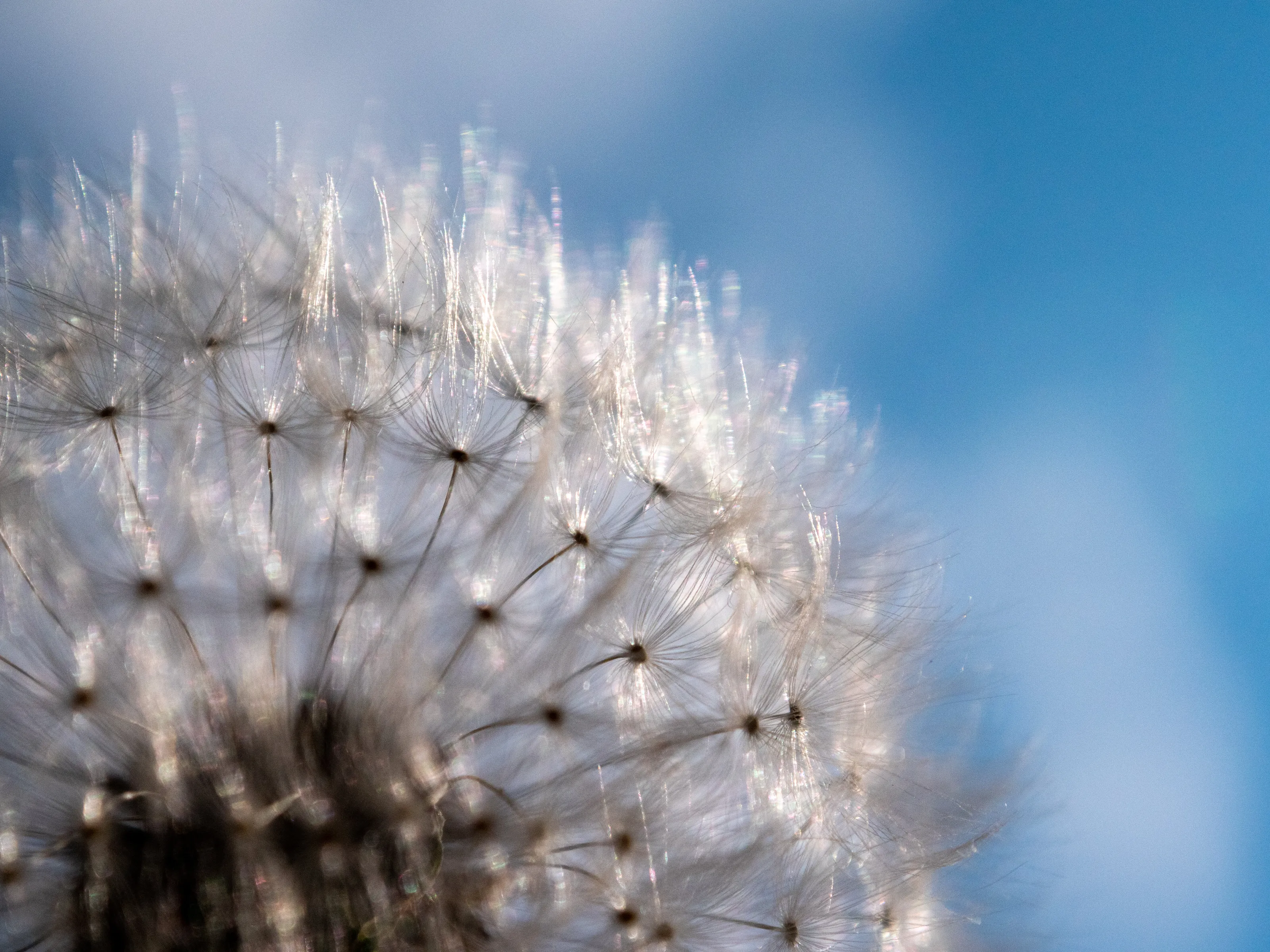 Dandelion seeds