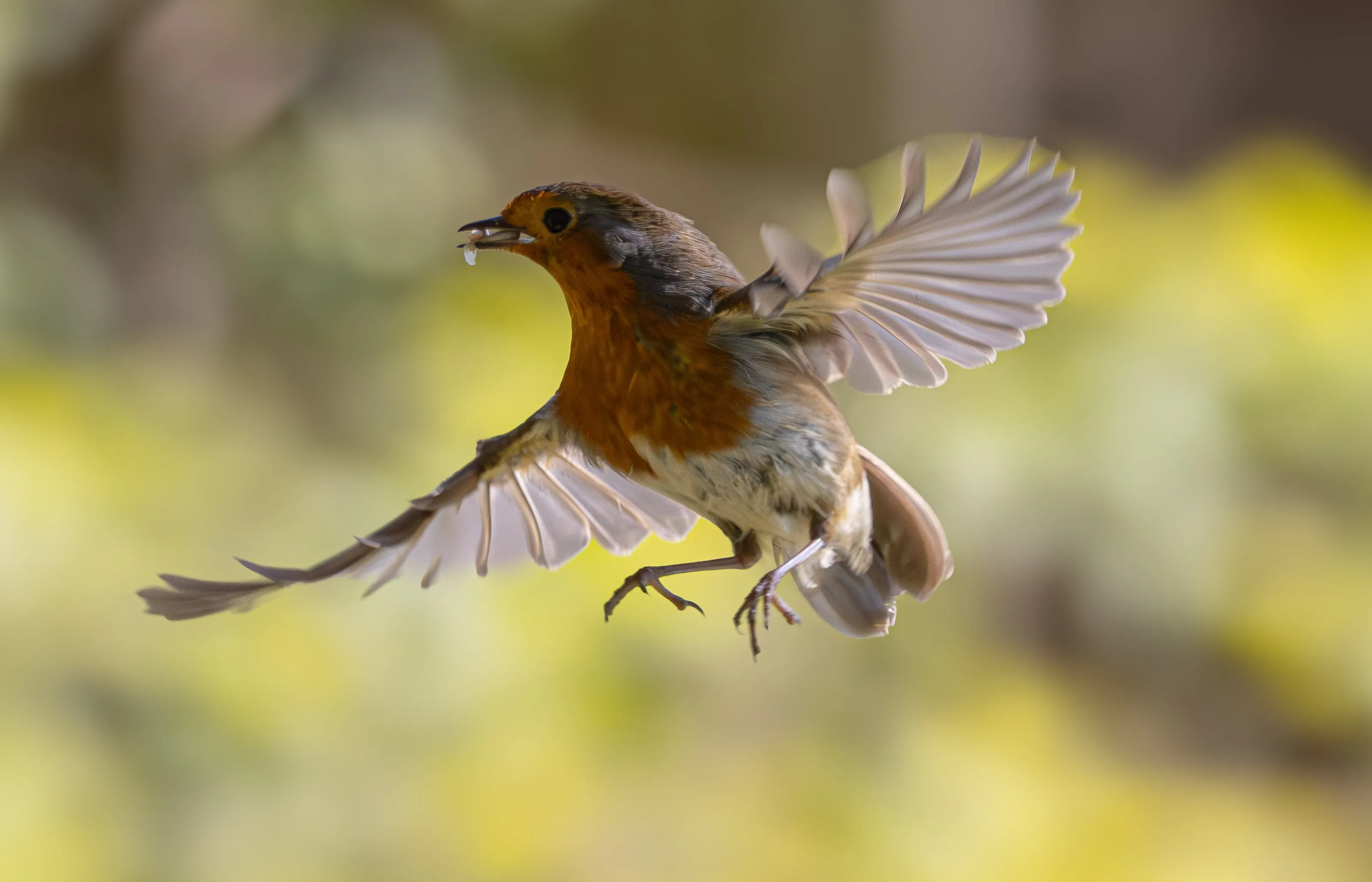 Robin in flight