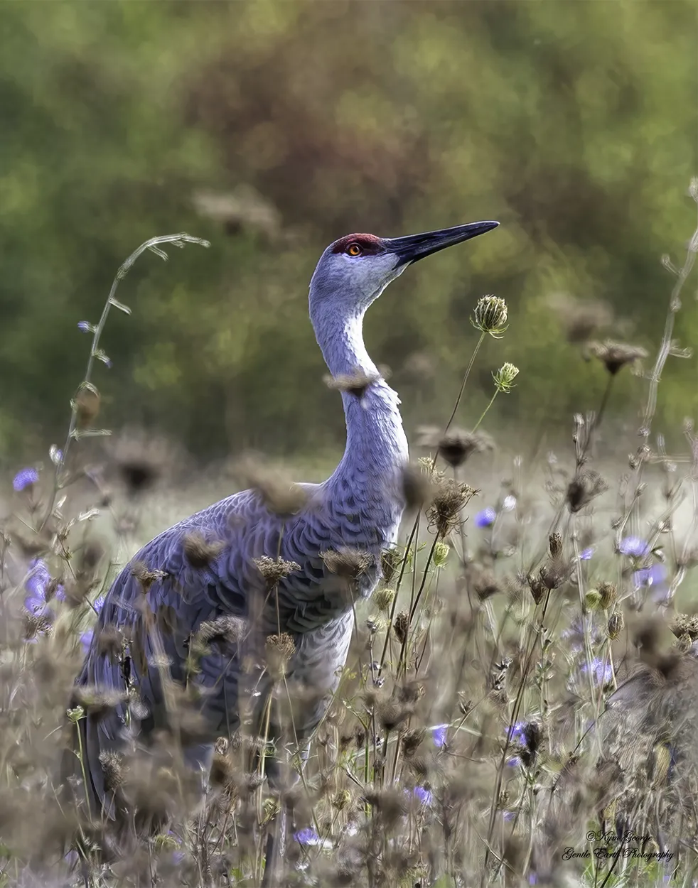 Entry 22339681