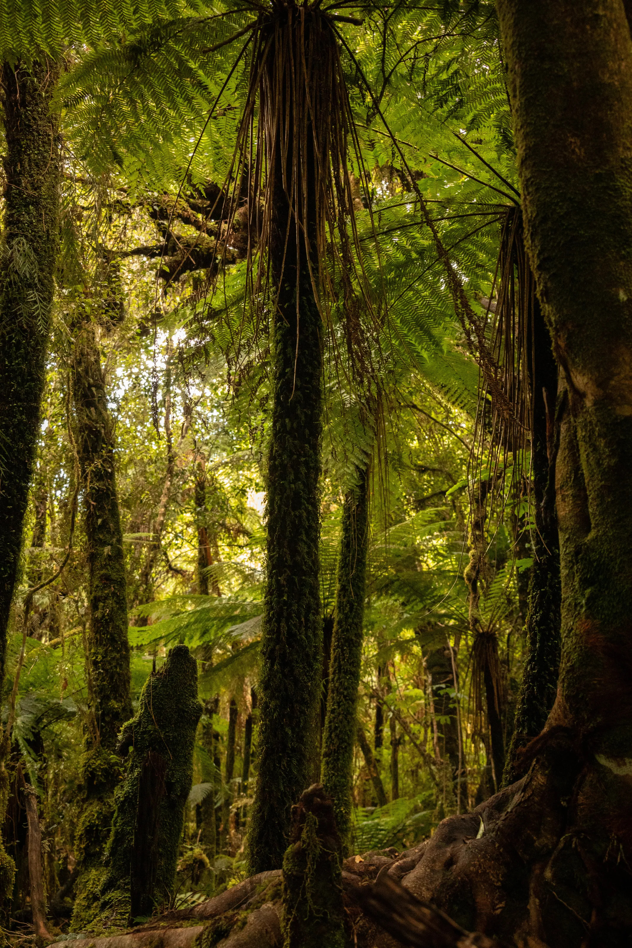 Calm in the forest