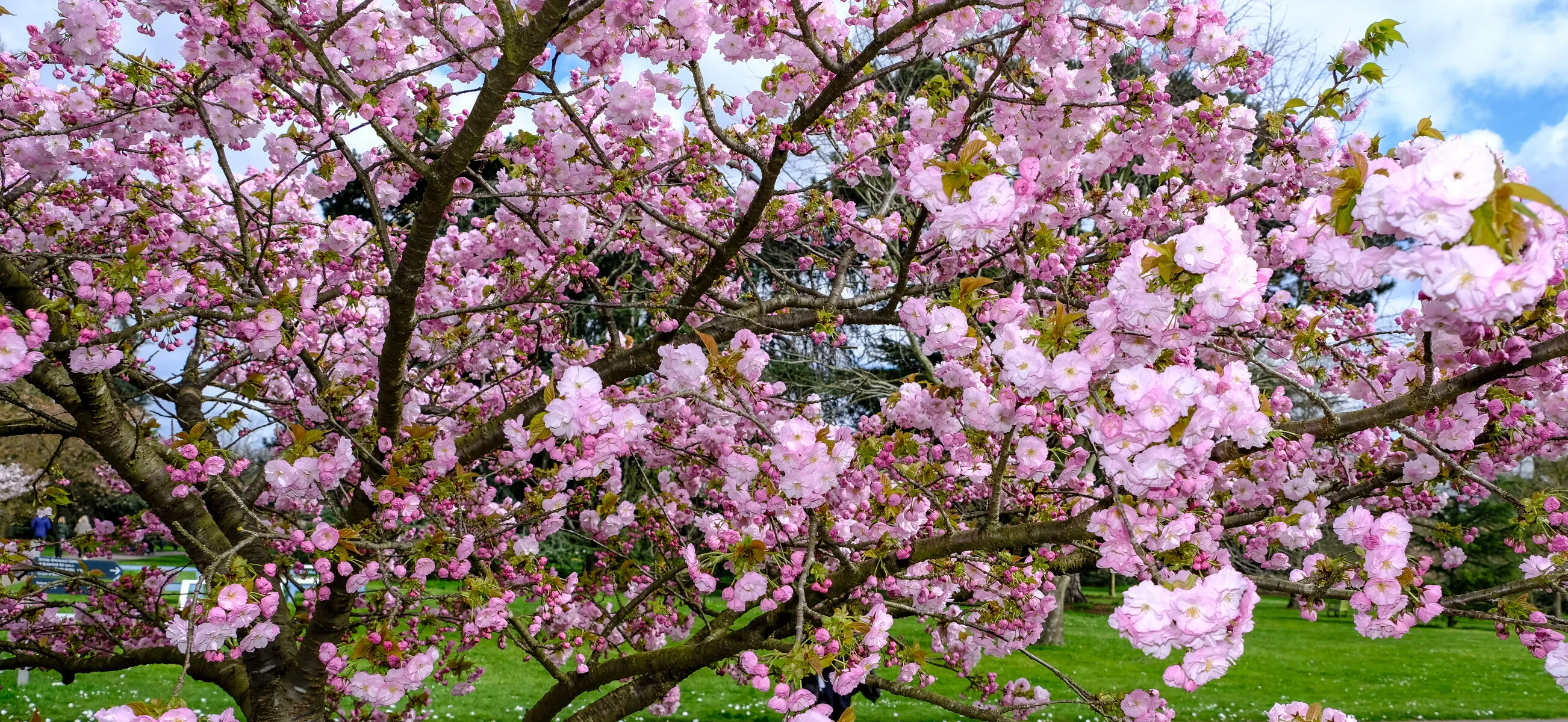 Spring Blossom