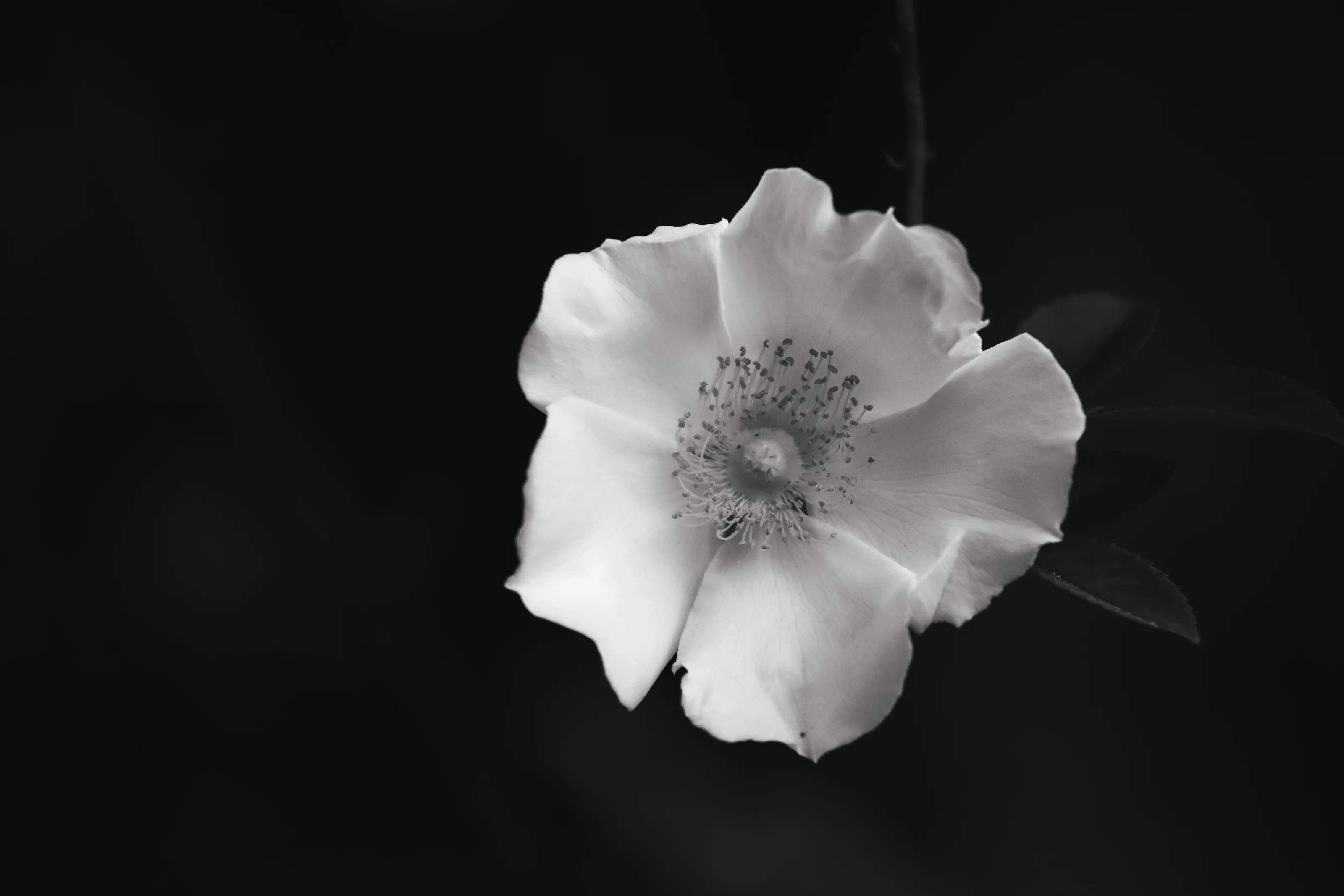 Florida's Rose