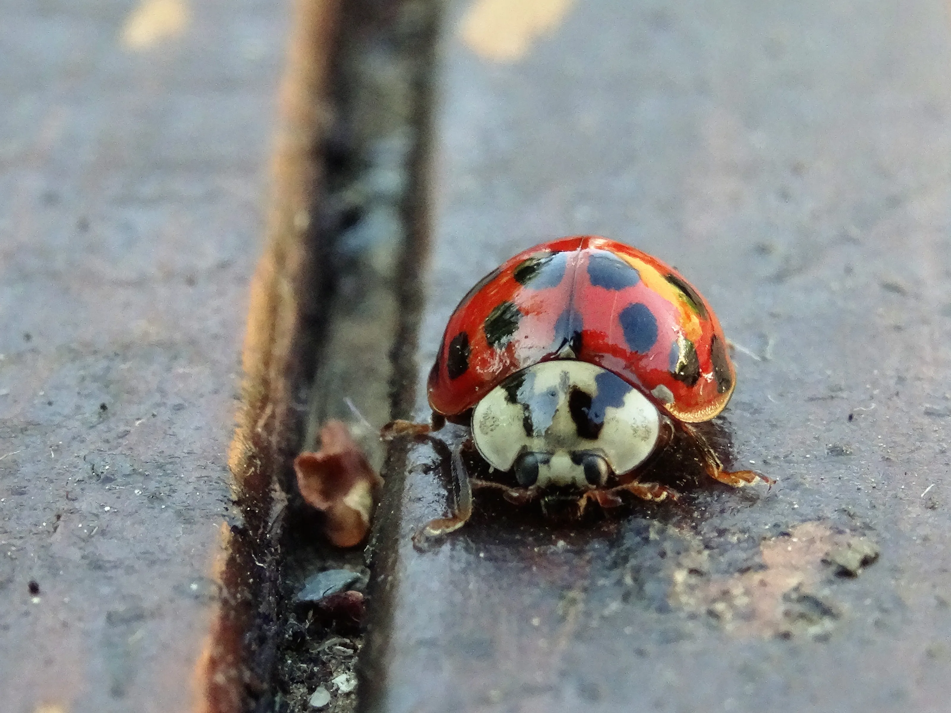 Lady bird by Molly (14)