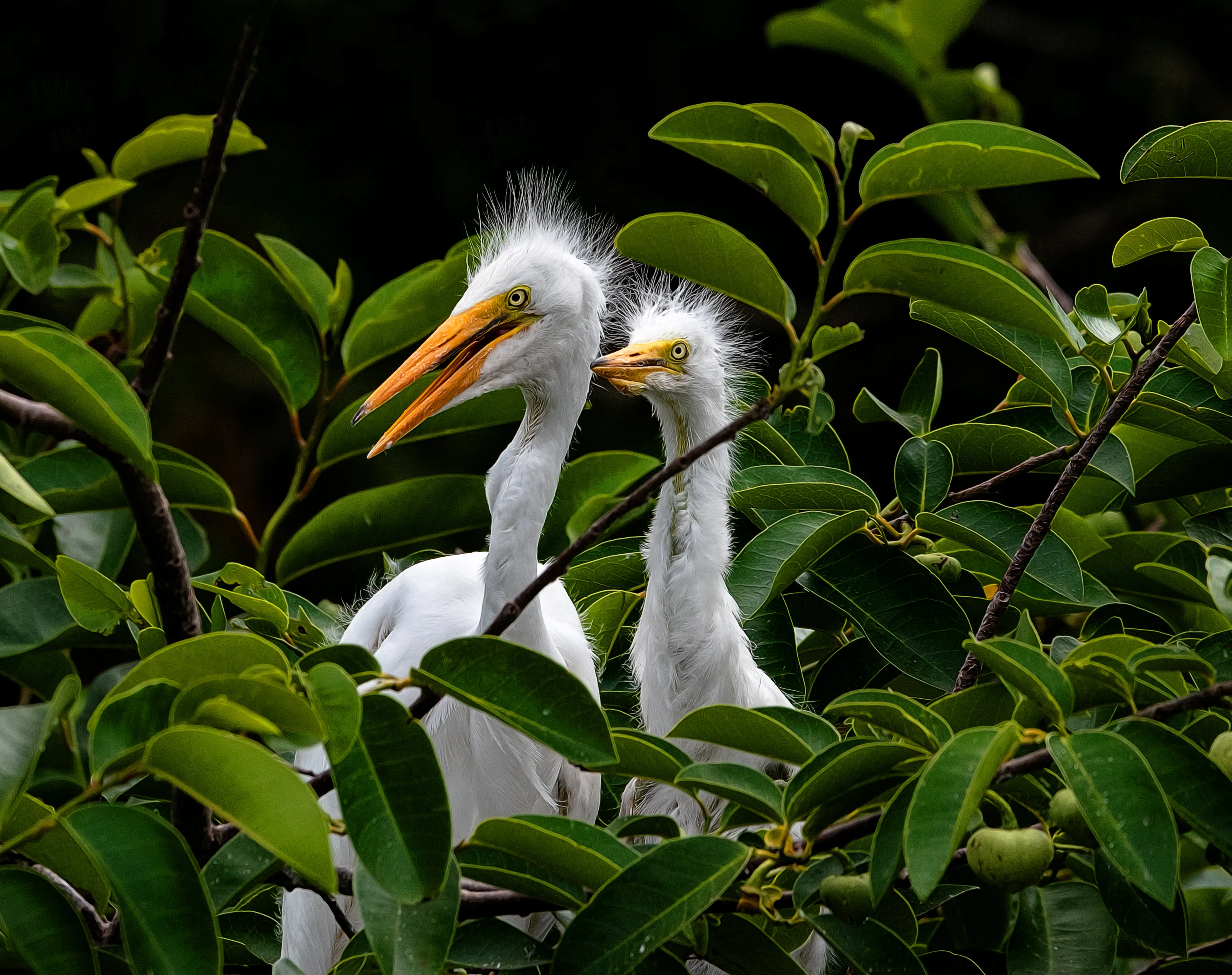 Baby Egrets