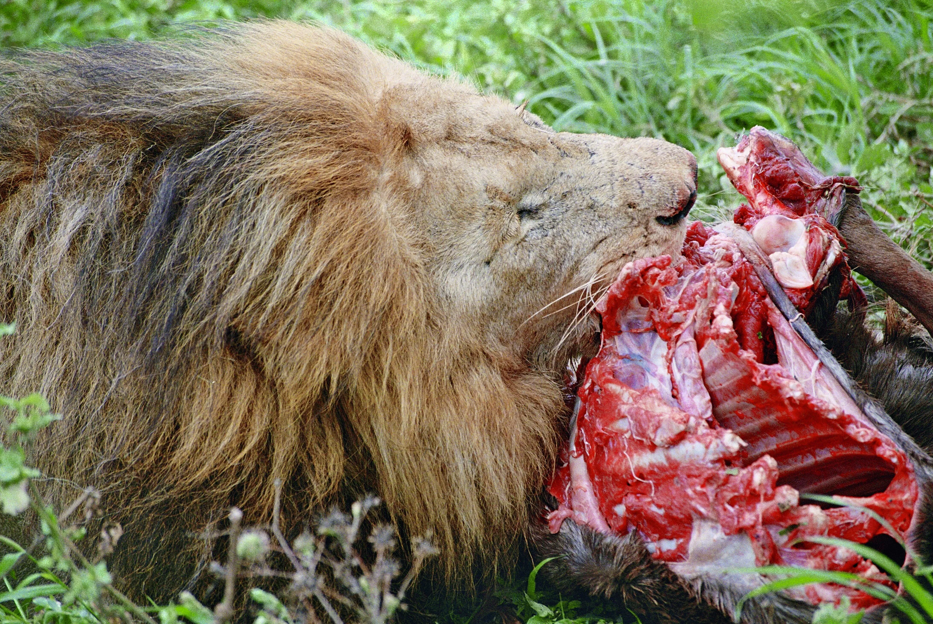 Bloody picnic