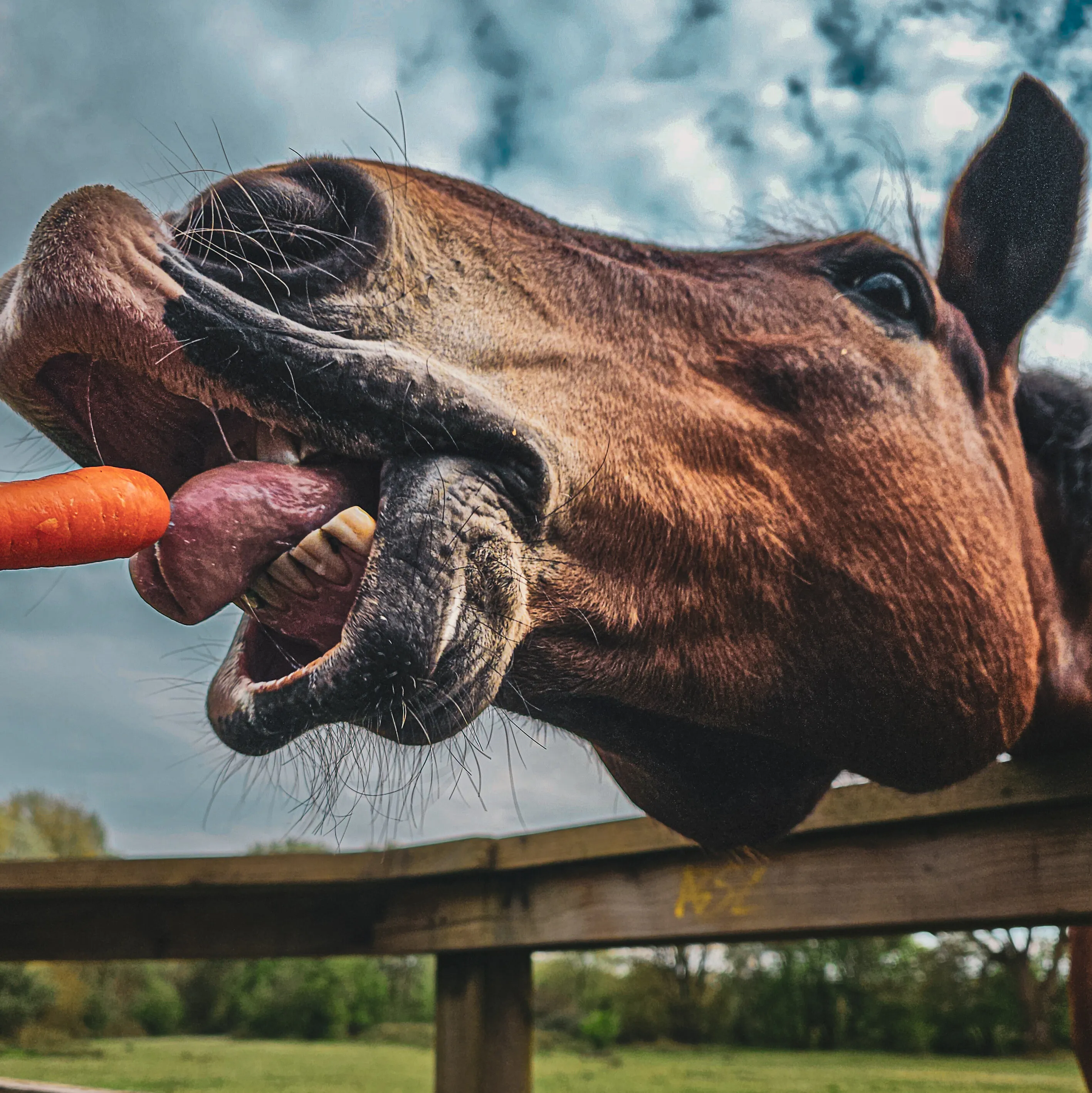 Hungry horse