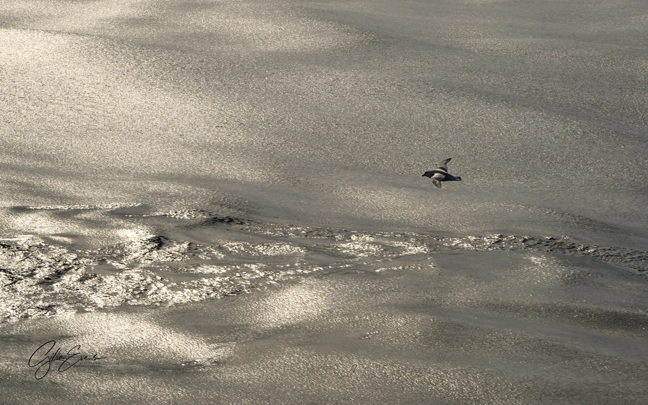 Fulmar over frozen seas