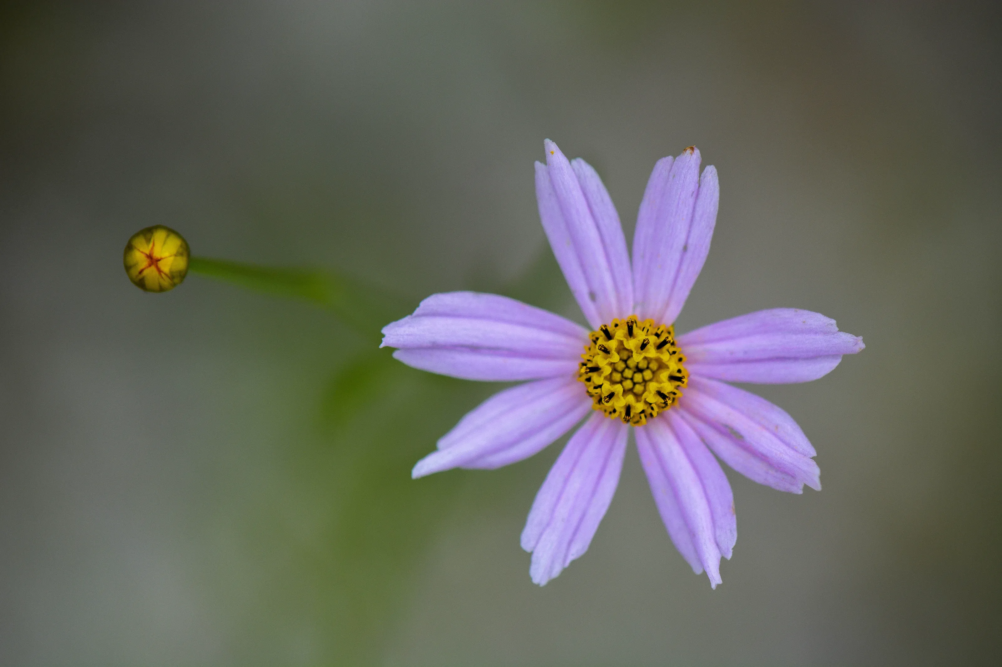 Budding Spring