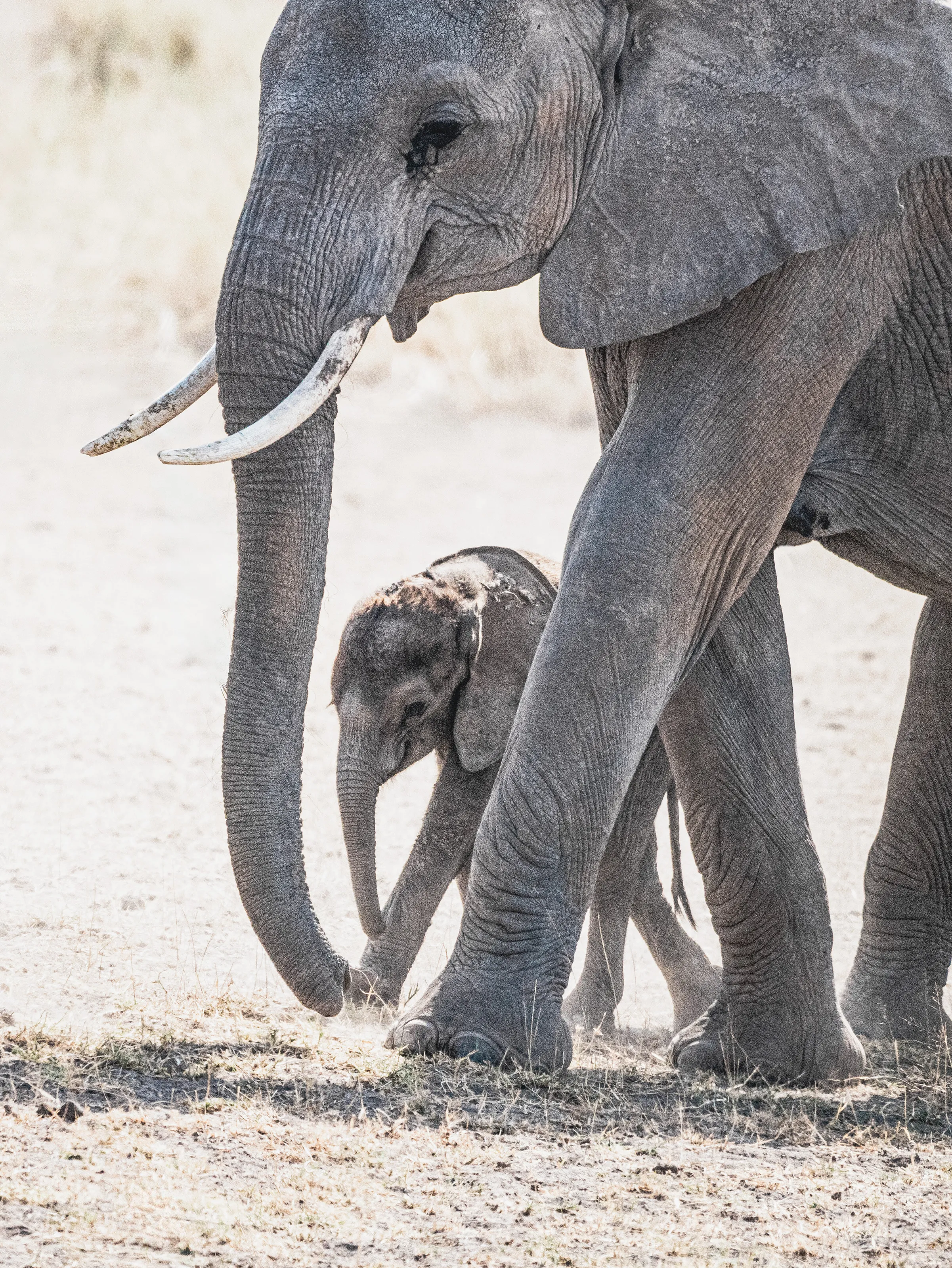 Baby Elephant in Kenya on Safari