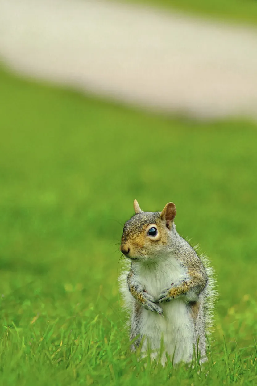 Entry 20329377