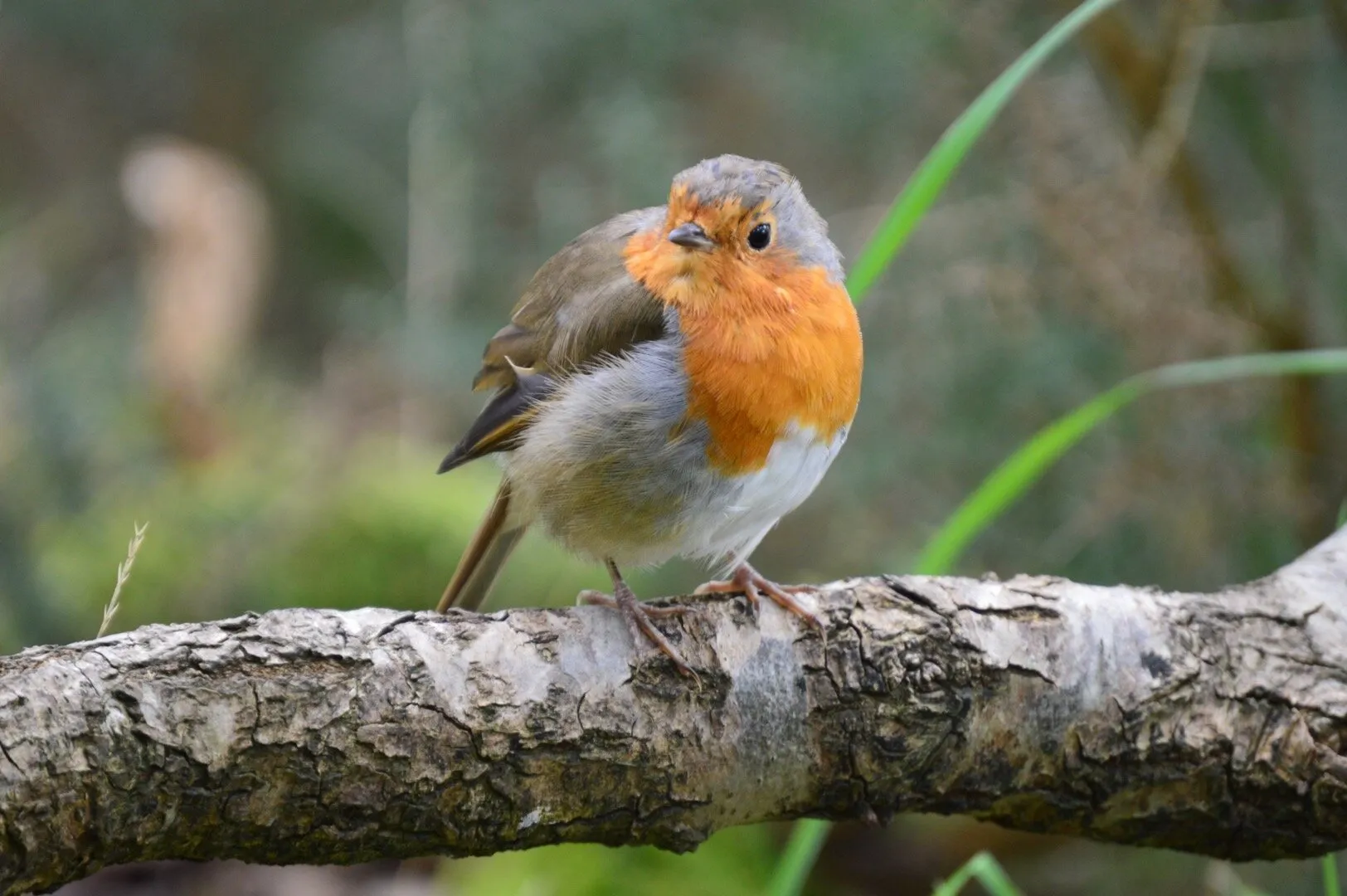 Robin