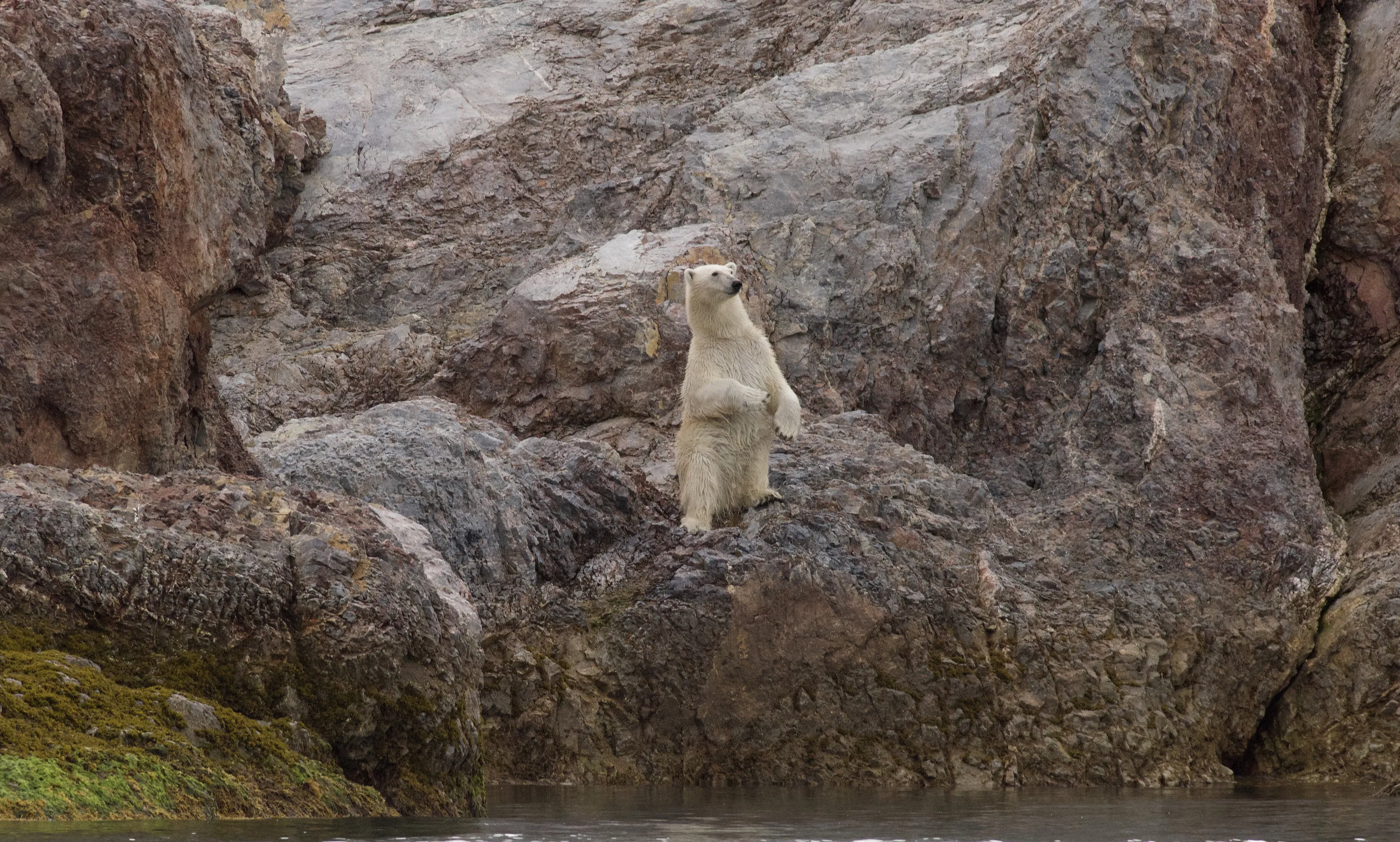 Polar Bear Sniffing out a feed