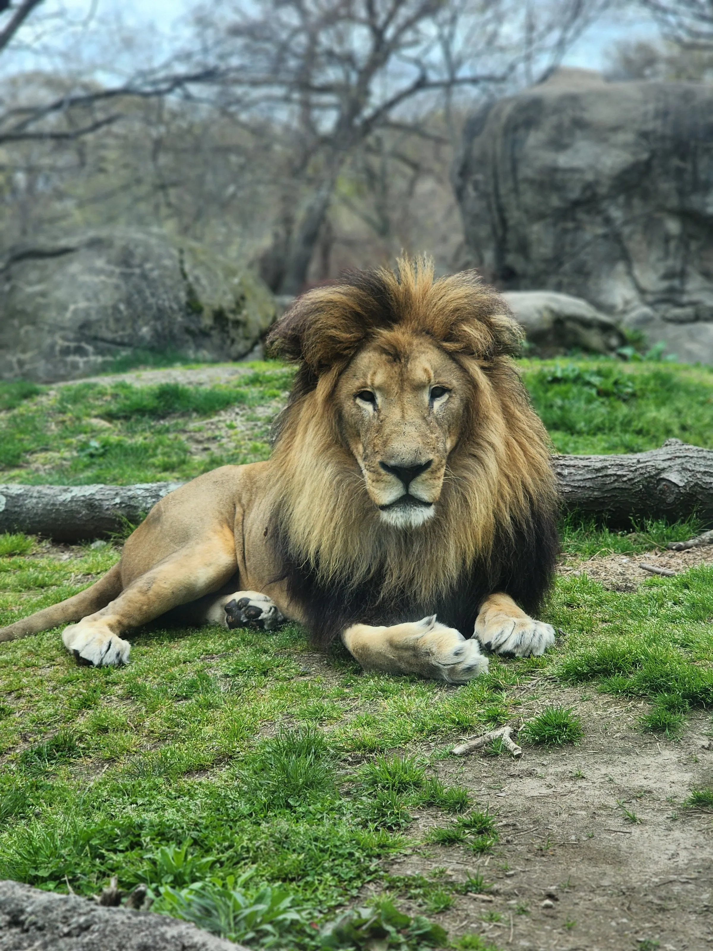 King Of The Jungle