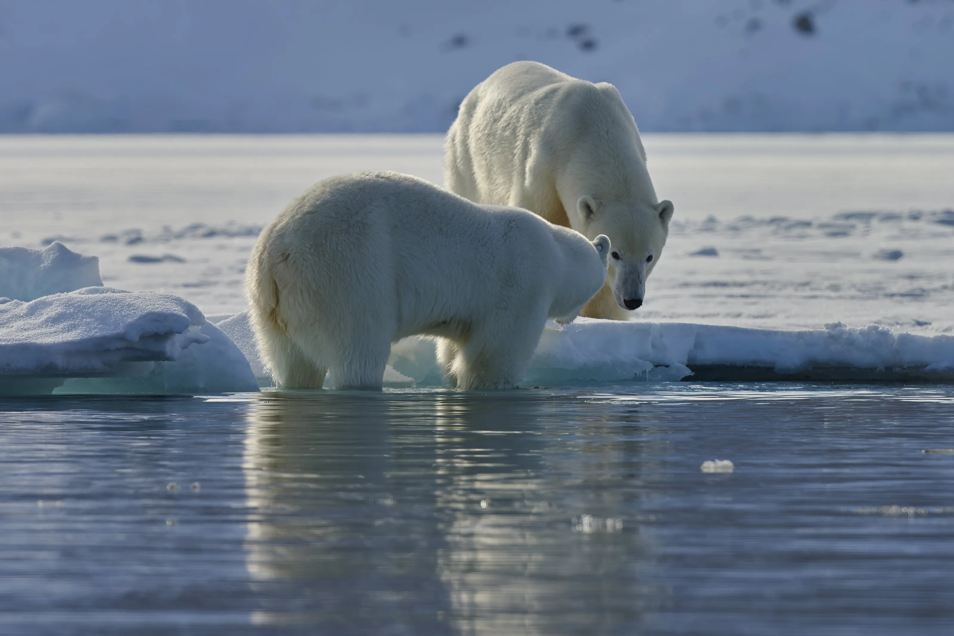 Polar Bears in the North Pole