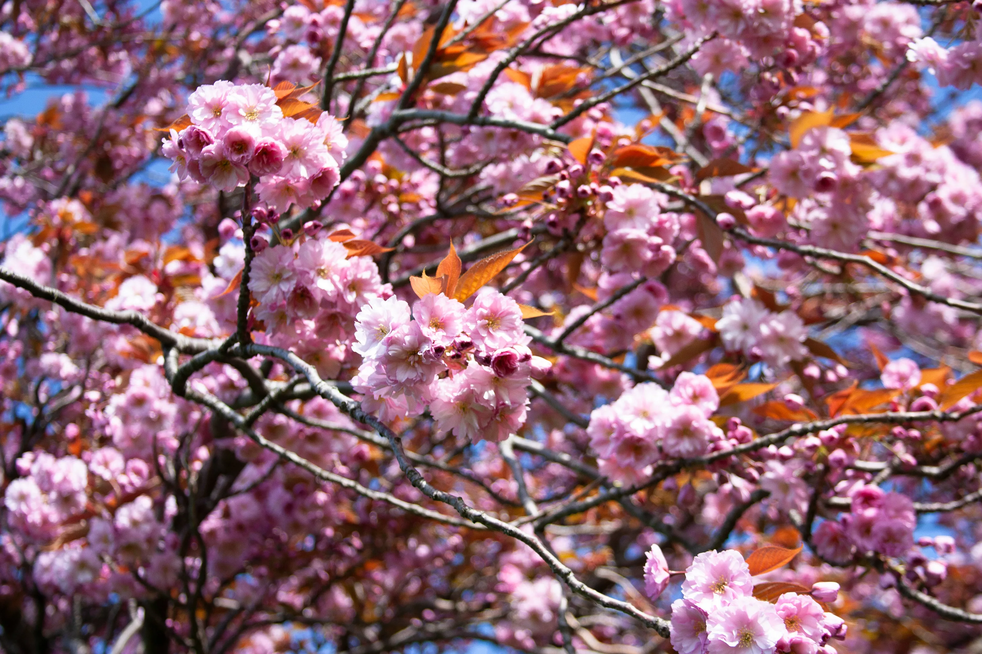Spring Blossoms