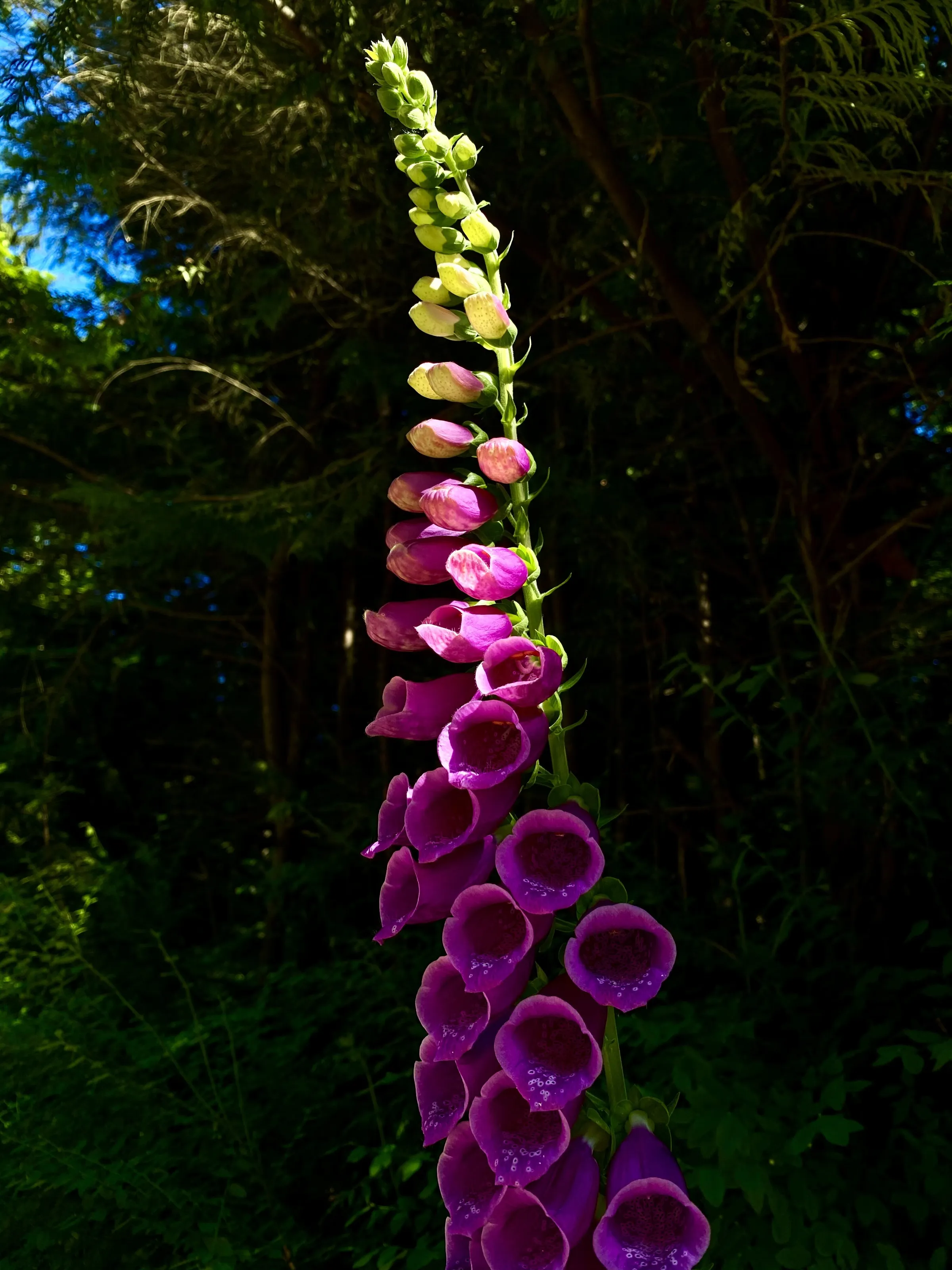 Foxglove