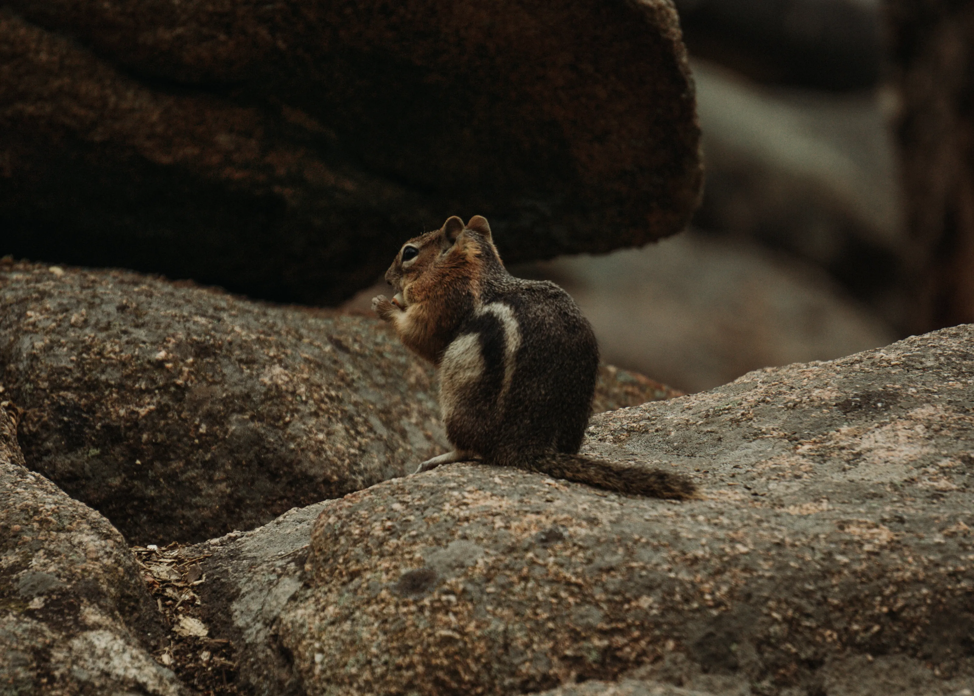 Squirrel In the Colorado Rockies