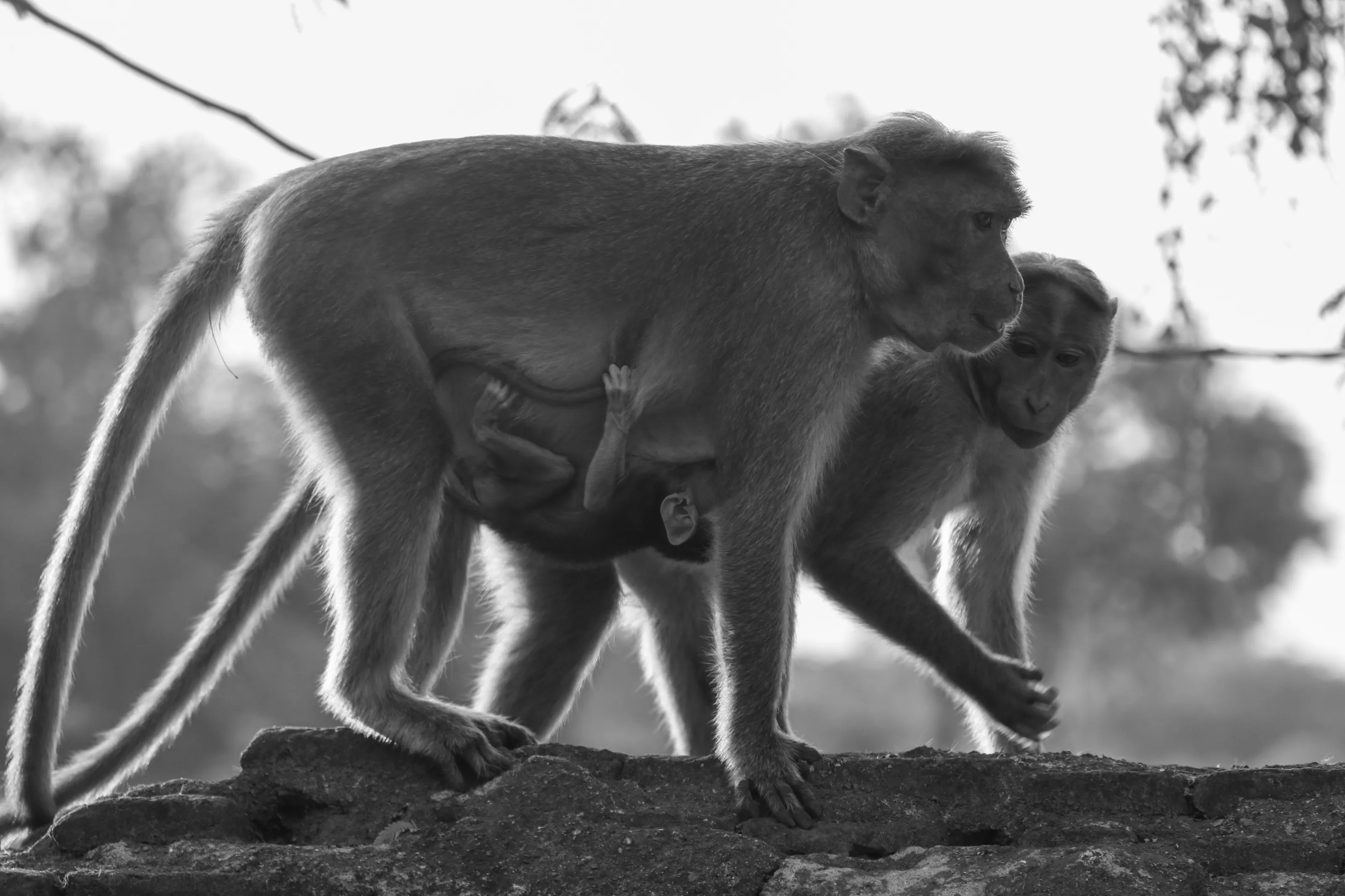 The Mother Monkey Tale