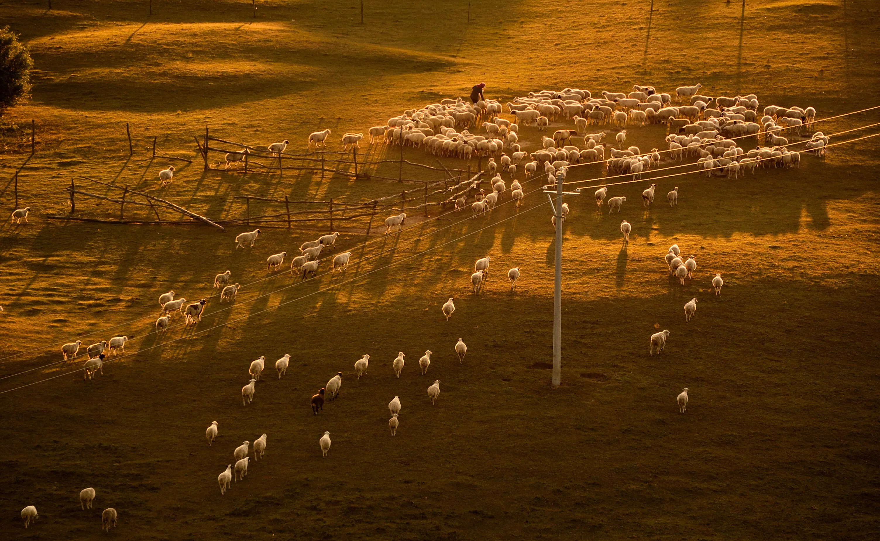 Flock Of Sheep At Sunset in Bashang Plateau