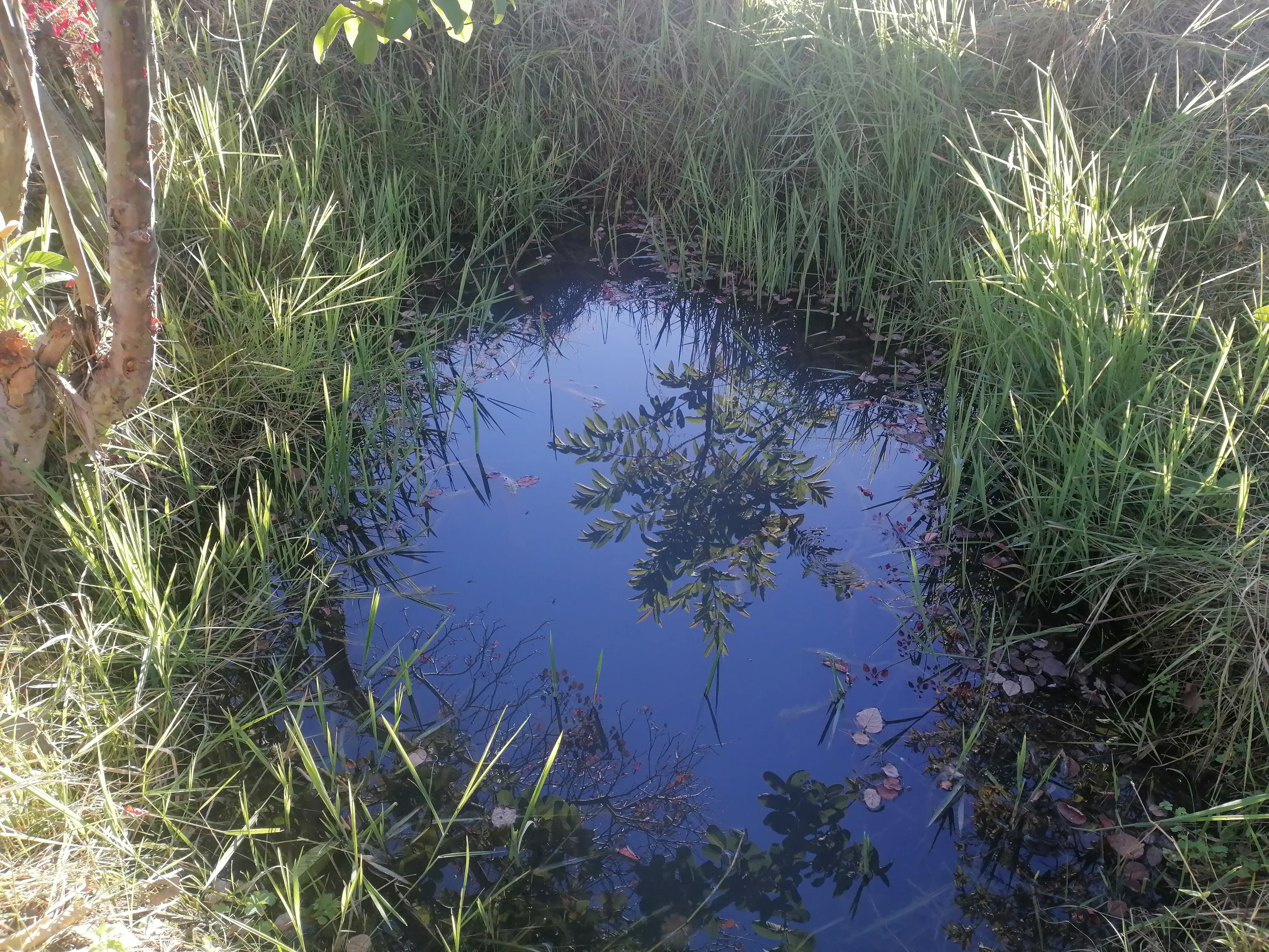 My little garden pool
