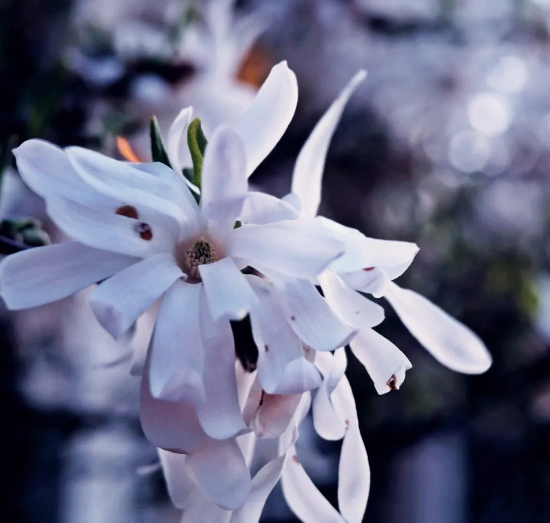 Magnolia
