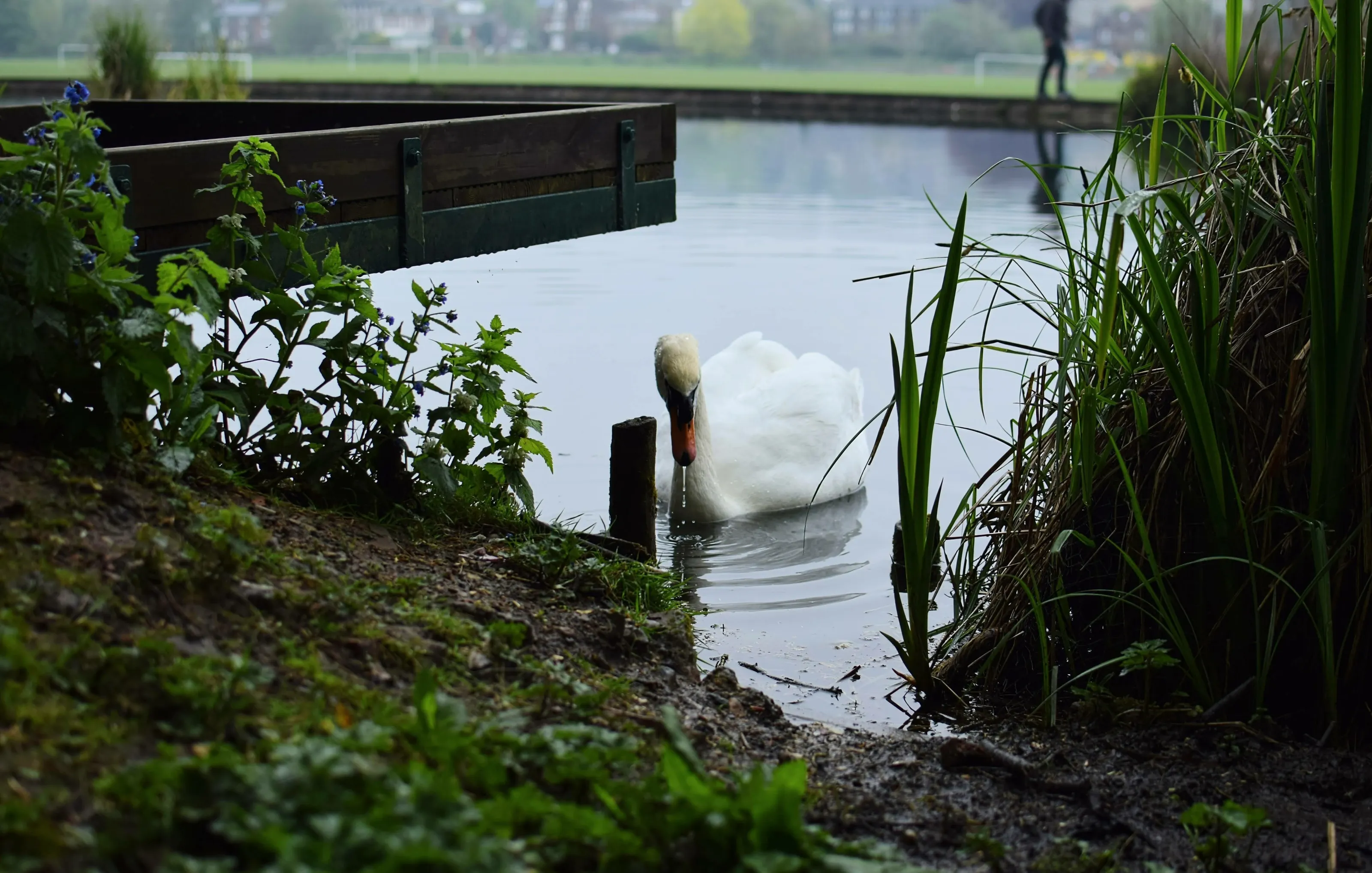 Swan photograph