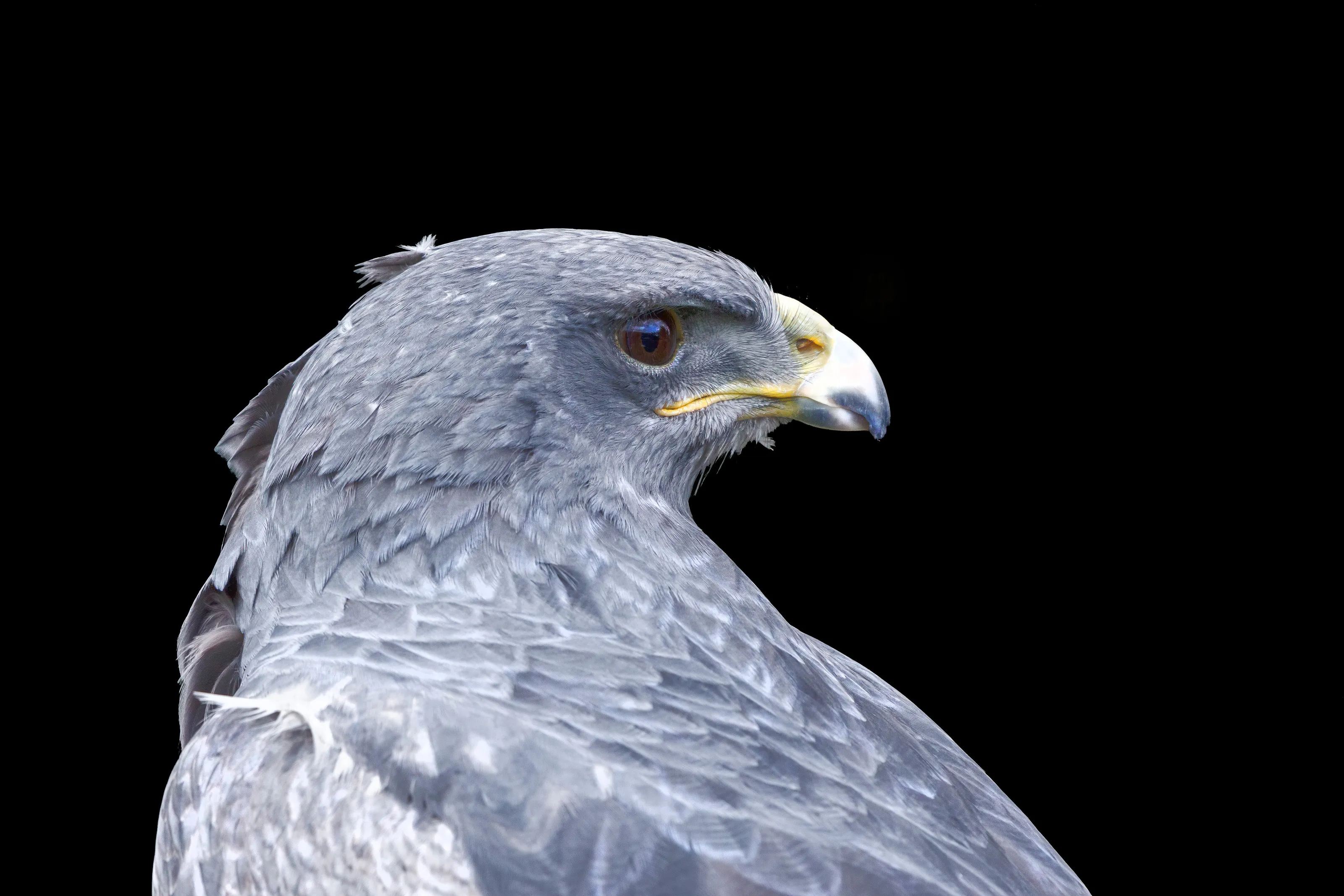 Blue Chillian Eagle