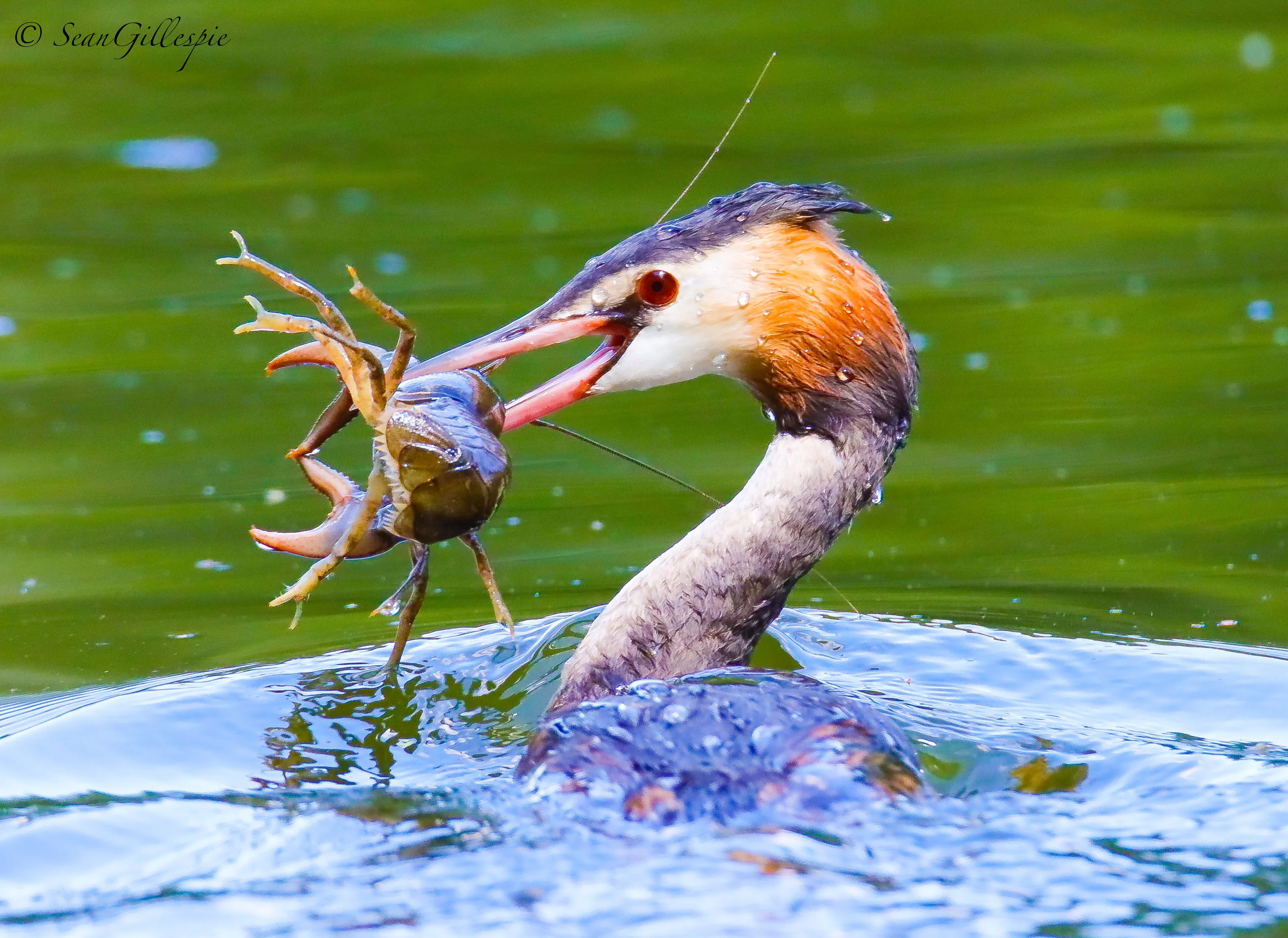 Great Crested Grebe & Crayfish