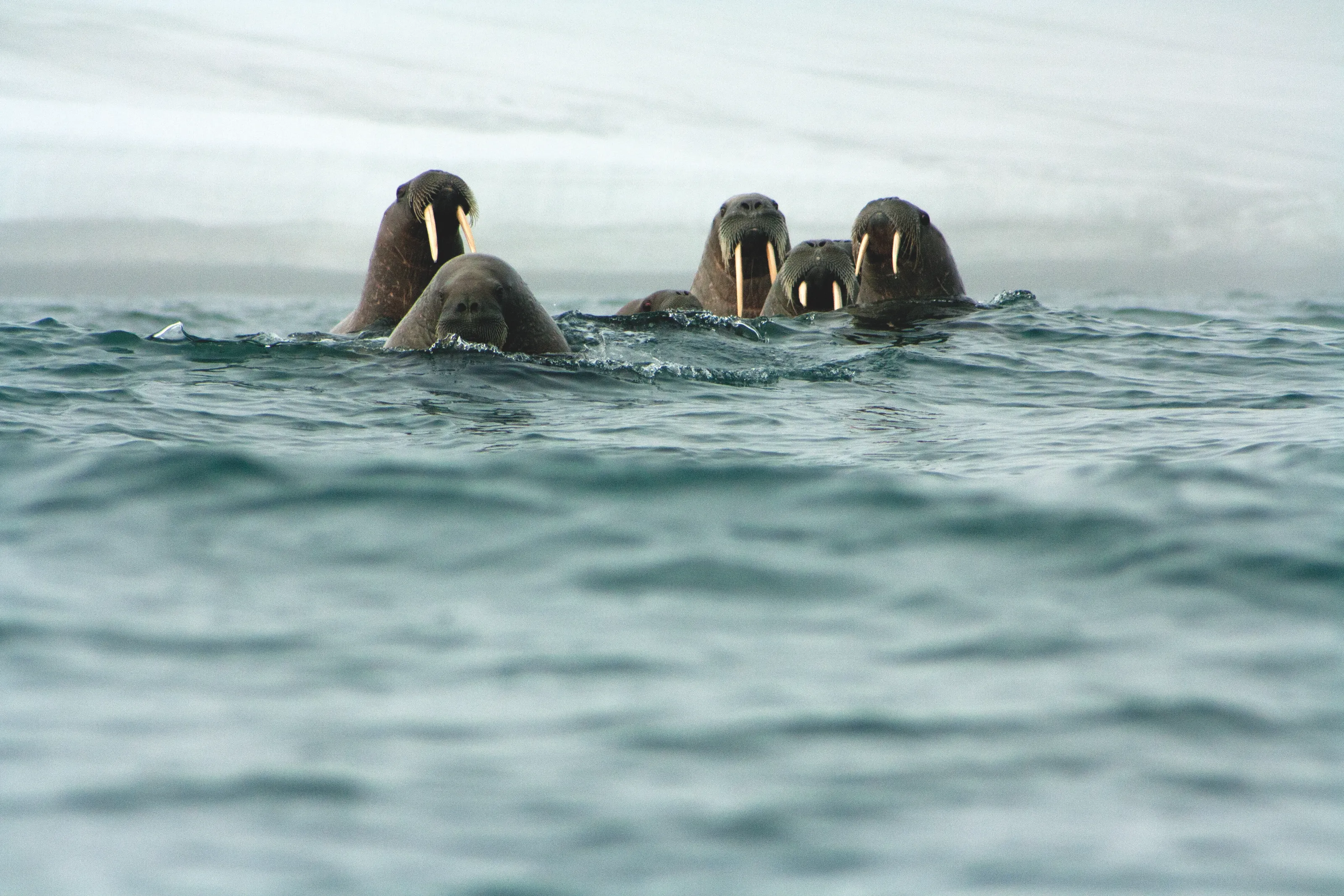 Walruses