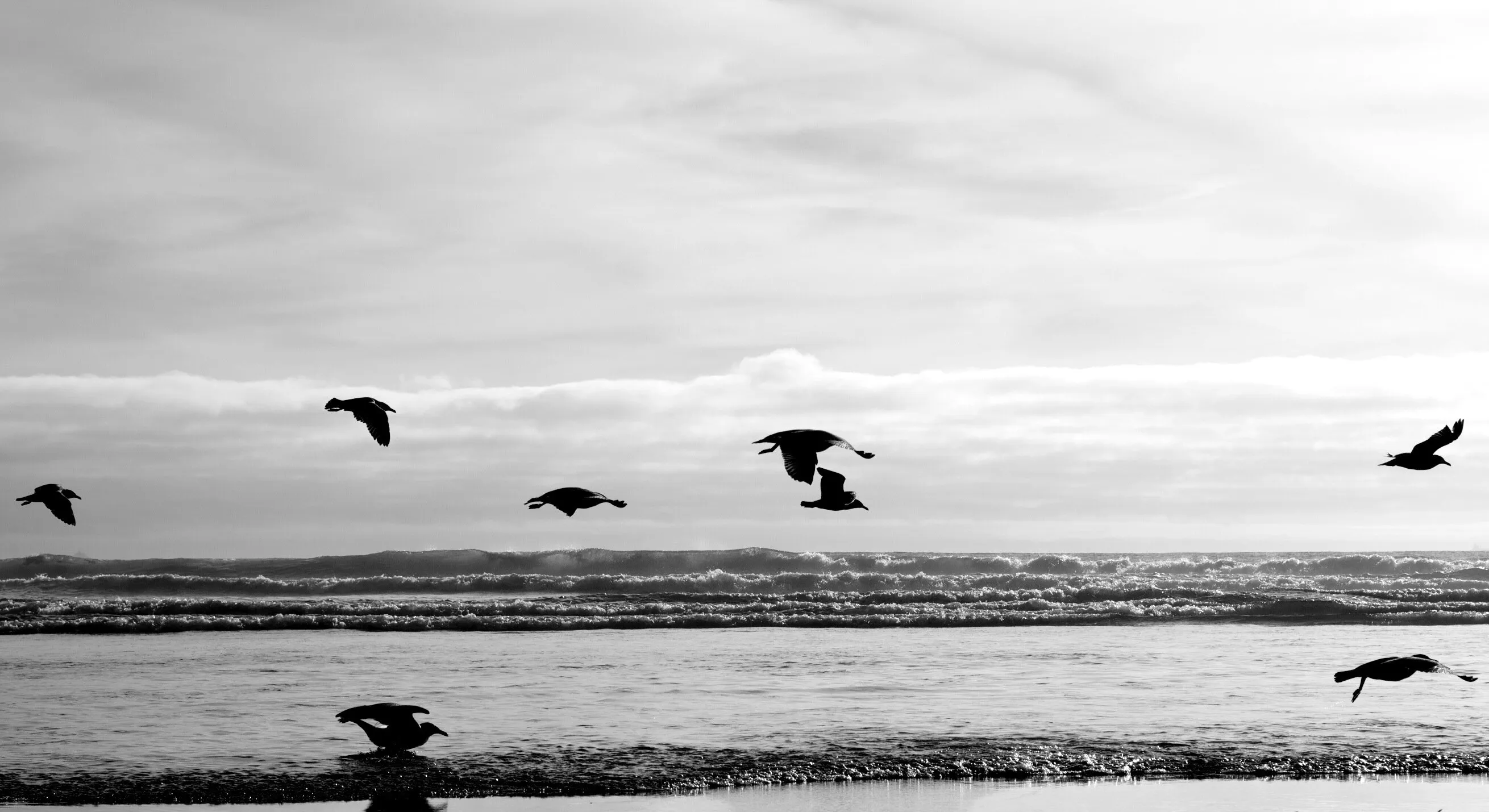 Birds&Beach
