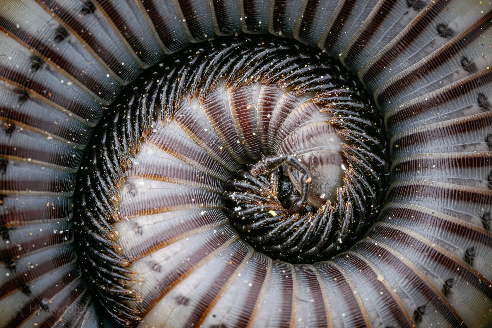 Millipede - Ommatoiulus rutilans