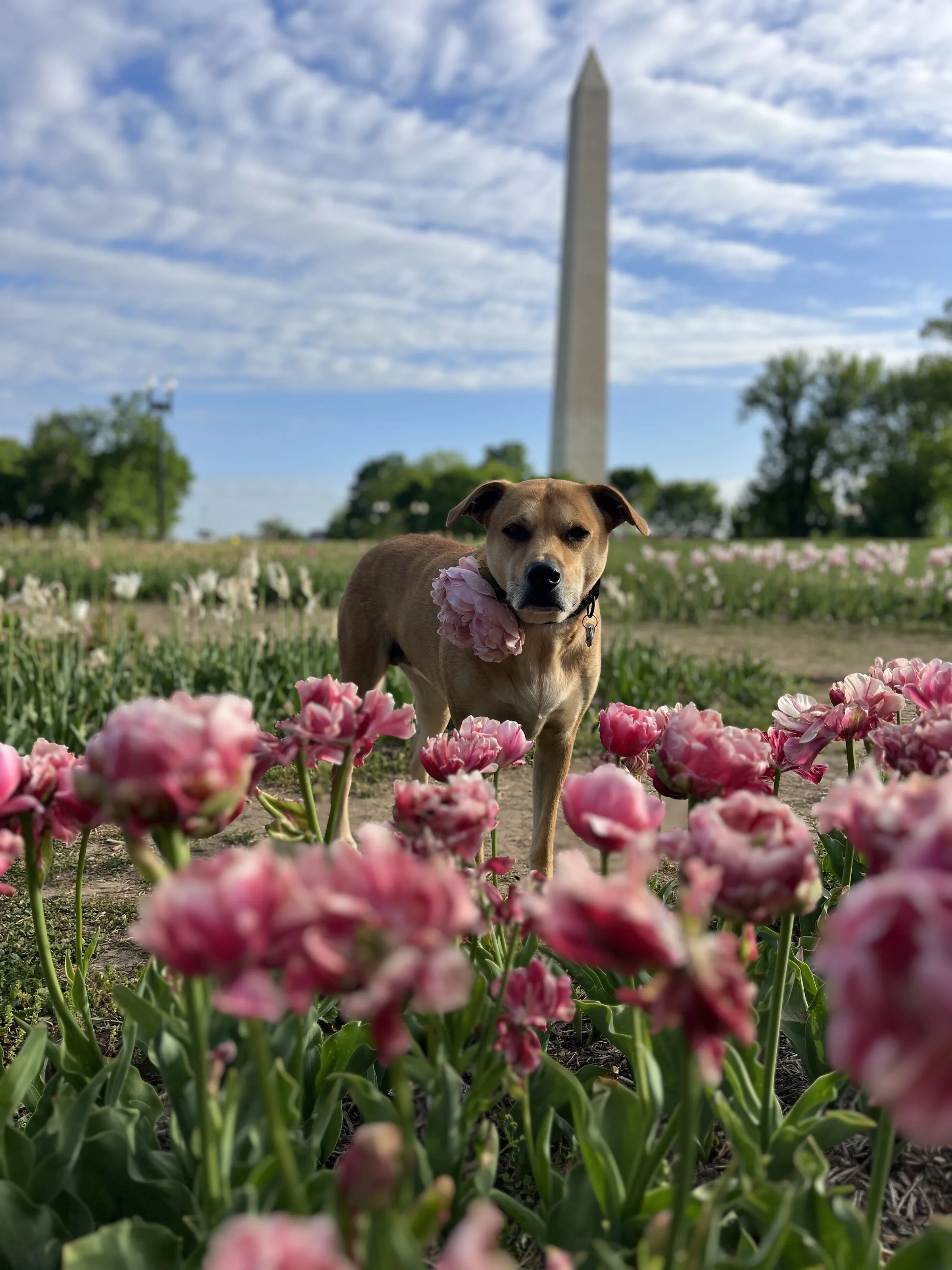 Spring Blooms in the Capital
