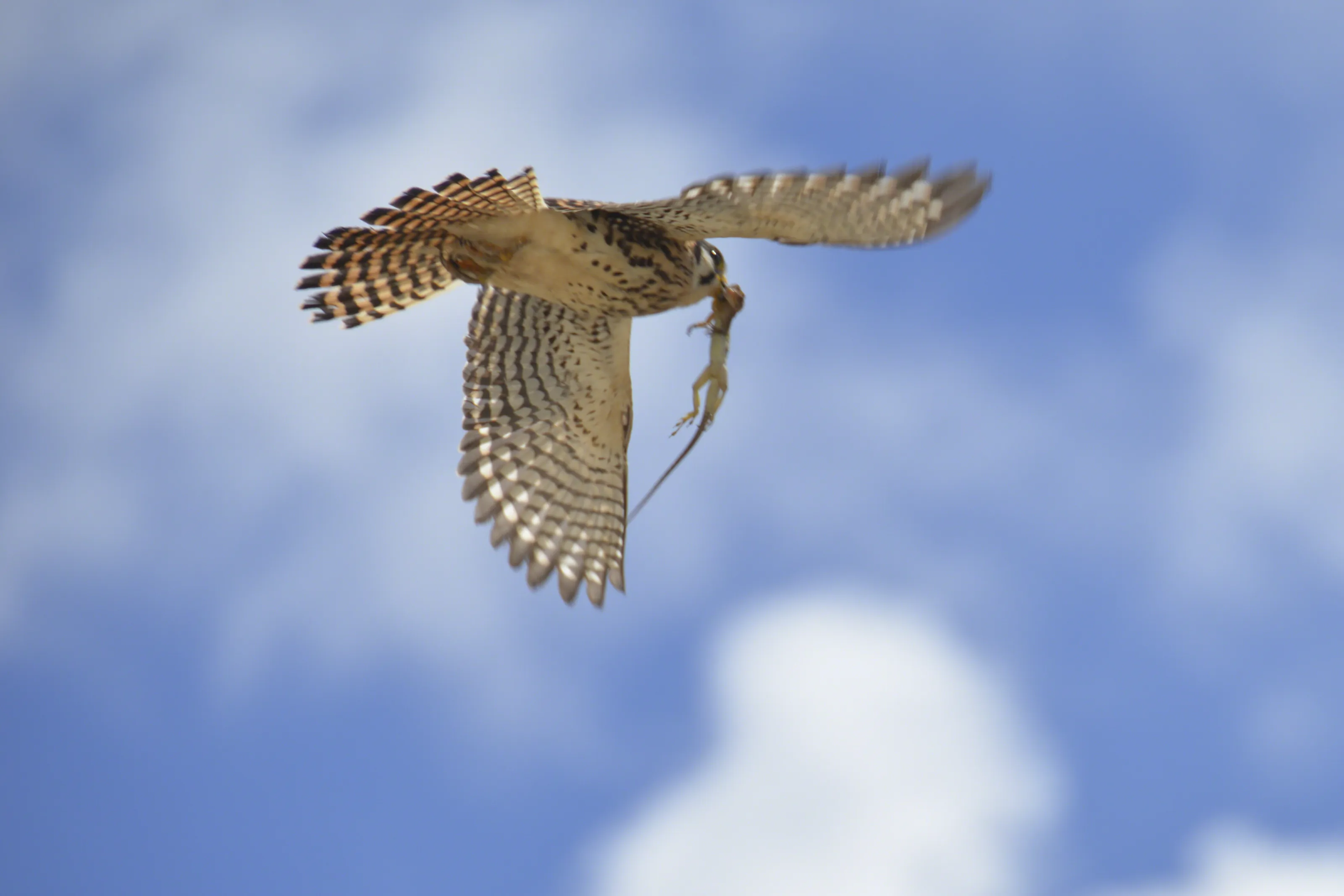 Hawk Captures Lizard