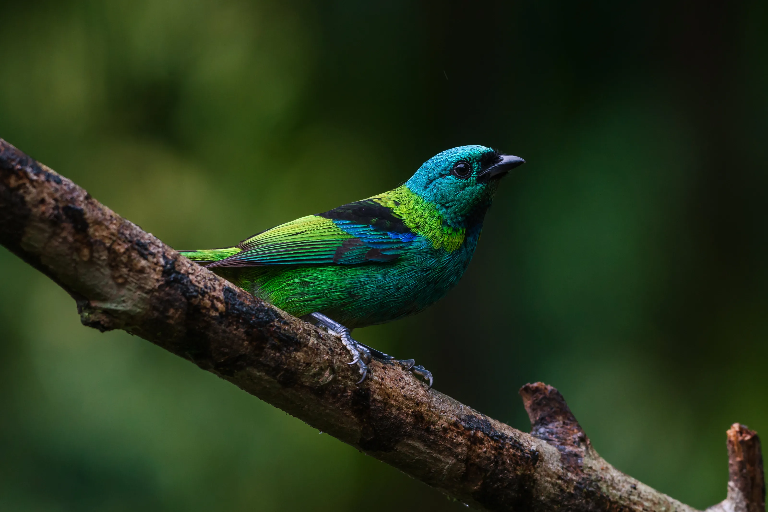 Green-headed Tanager, saíra-sete-cores (Tangara seledon)
