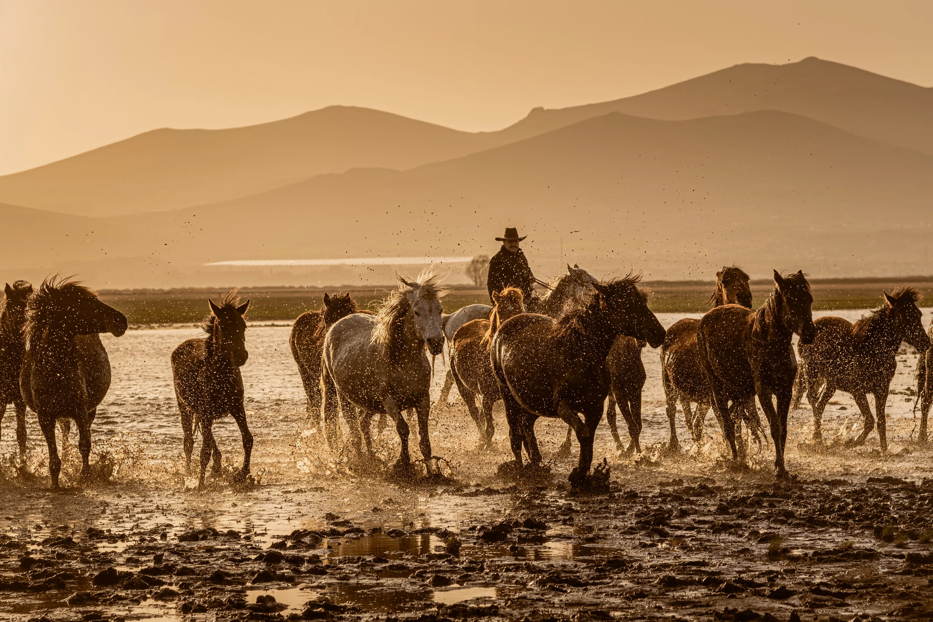 The wild horses of Cappadocia