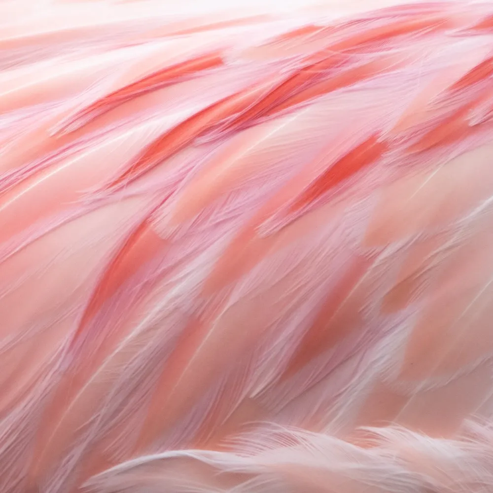 Flamingo feathers