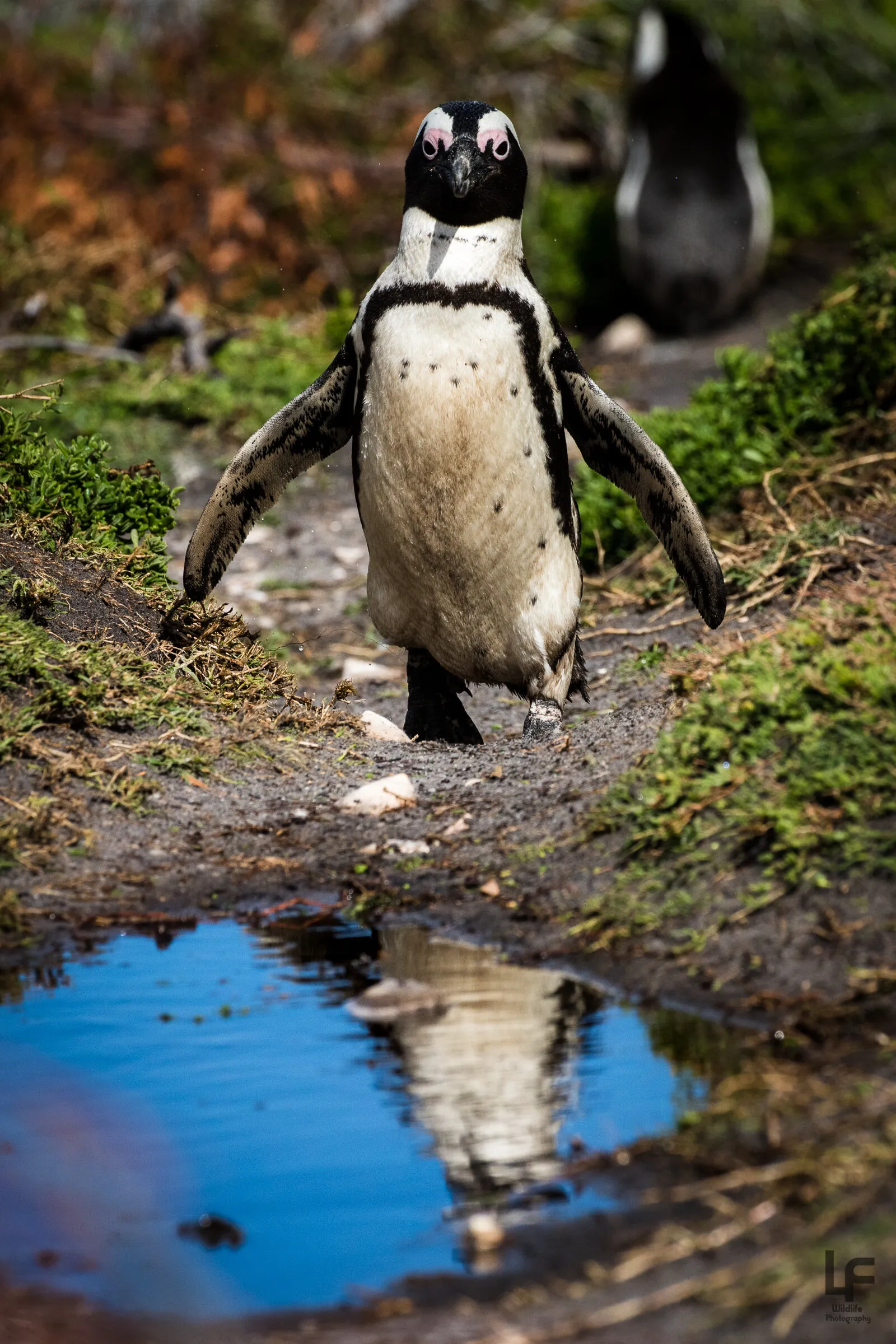 South Africa Penguin