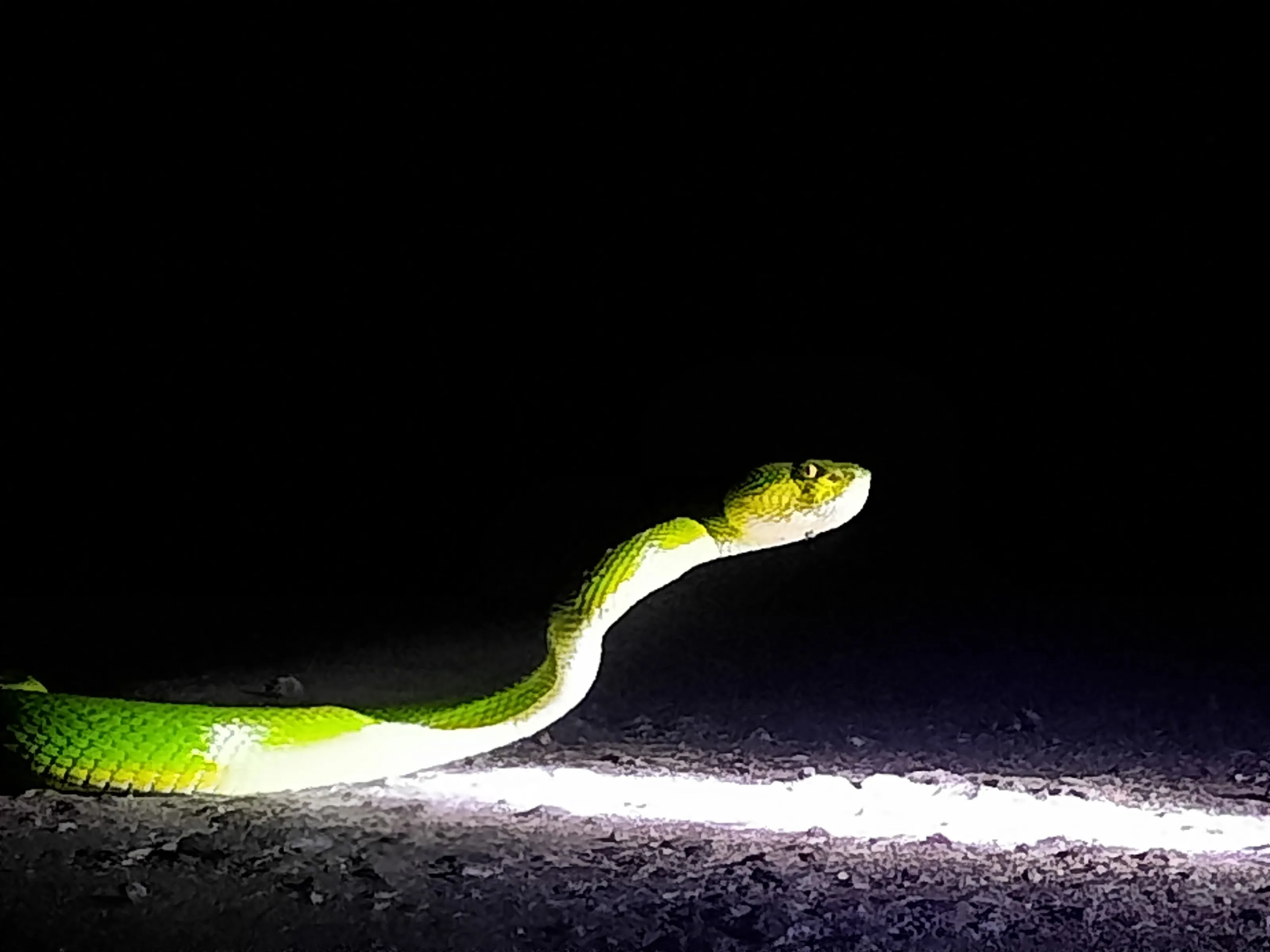 Toxic Look