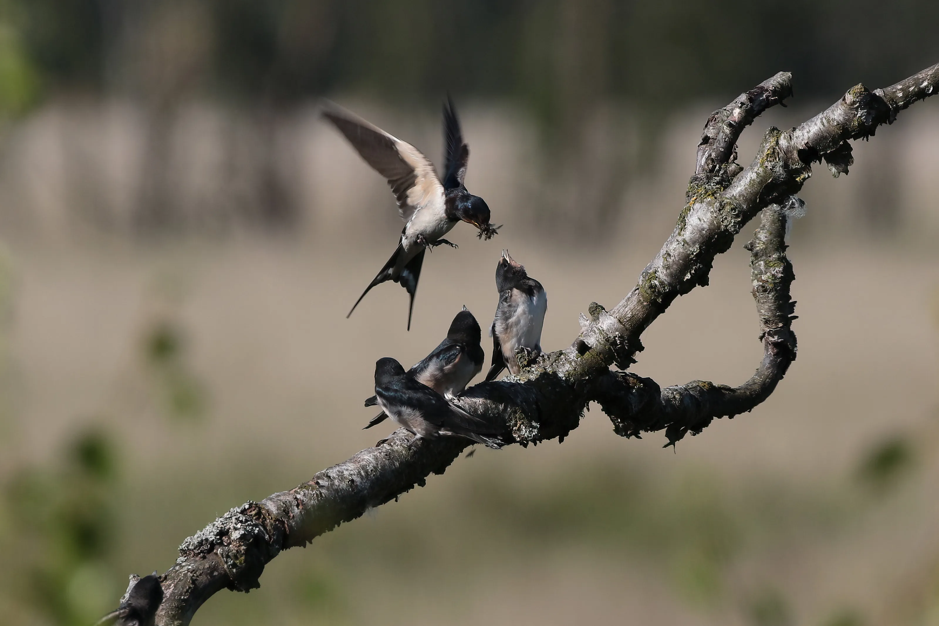 Feeding young swallows