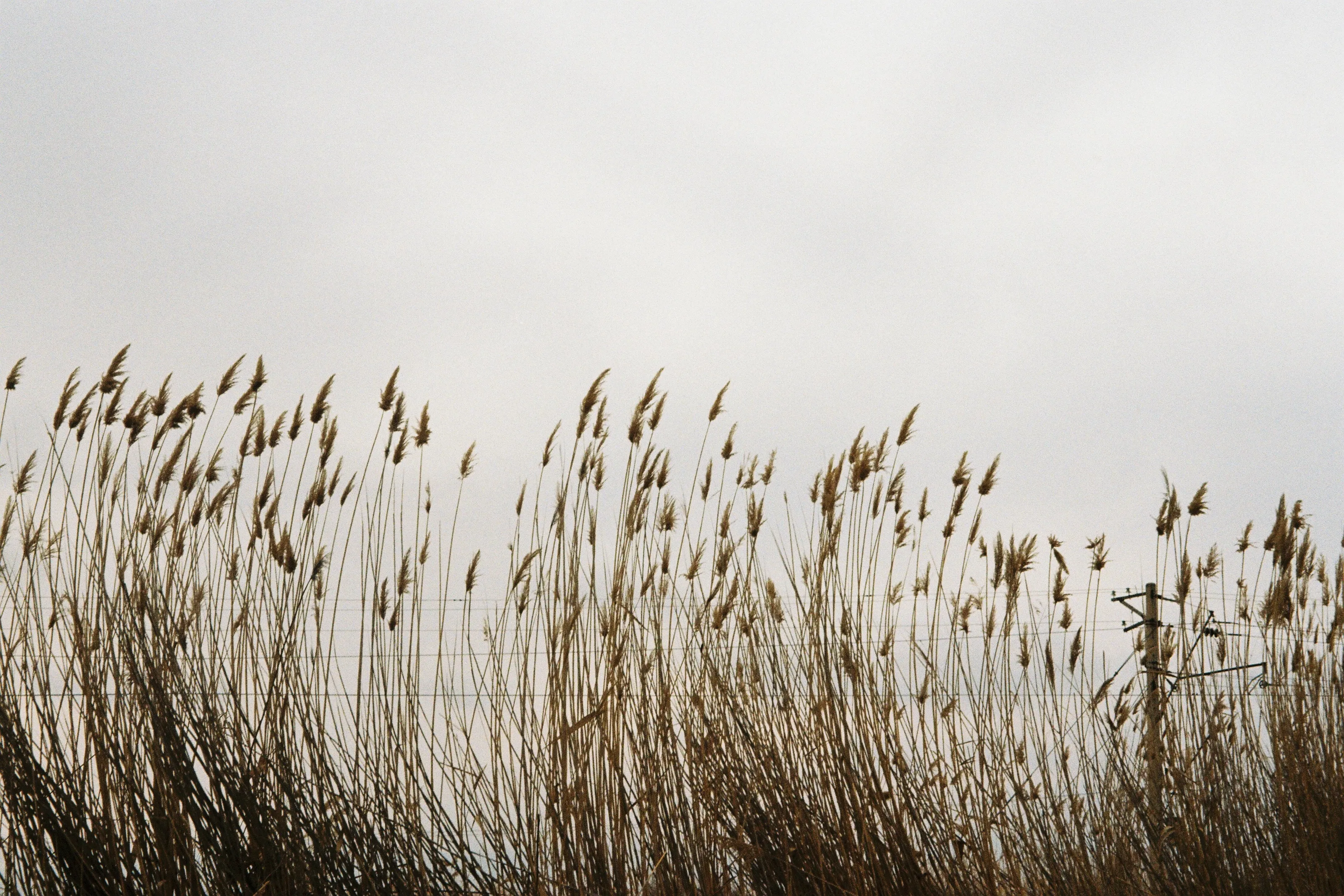 Fields of gold