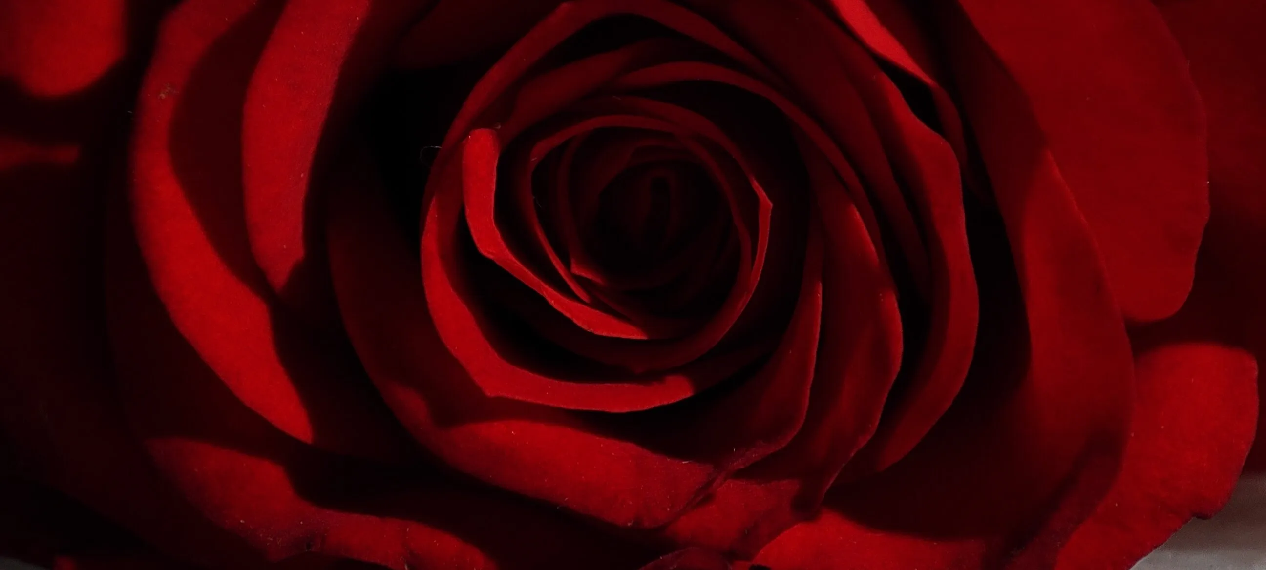 Red Roses (in colour)