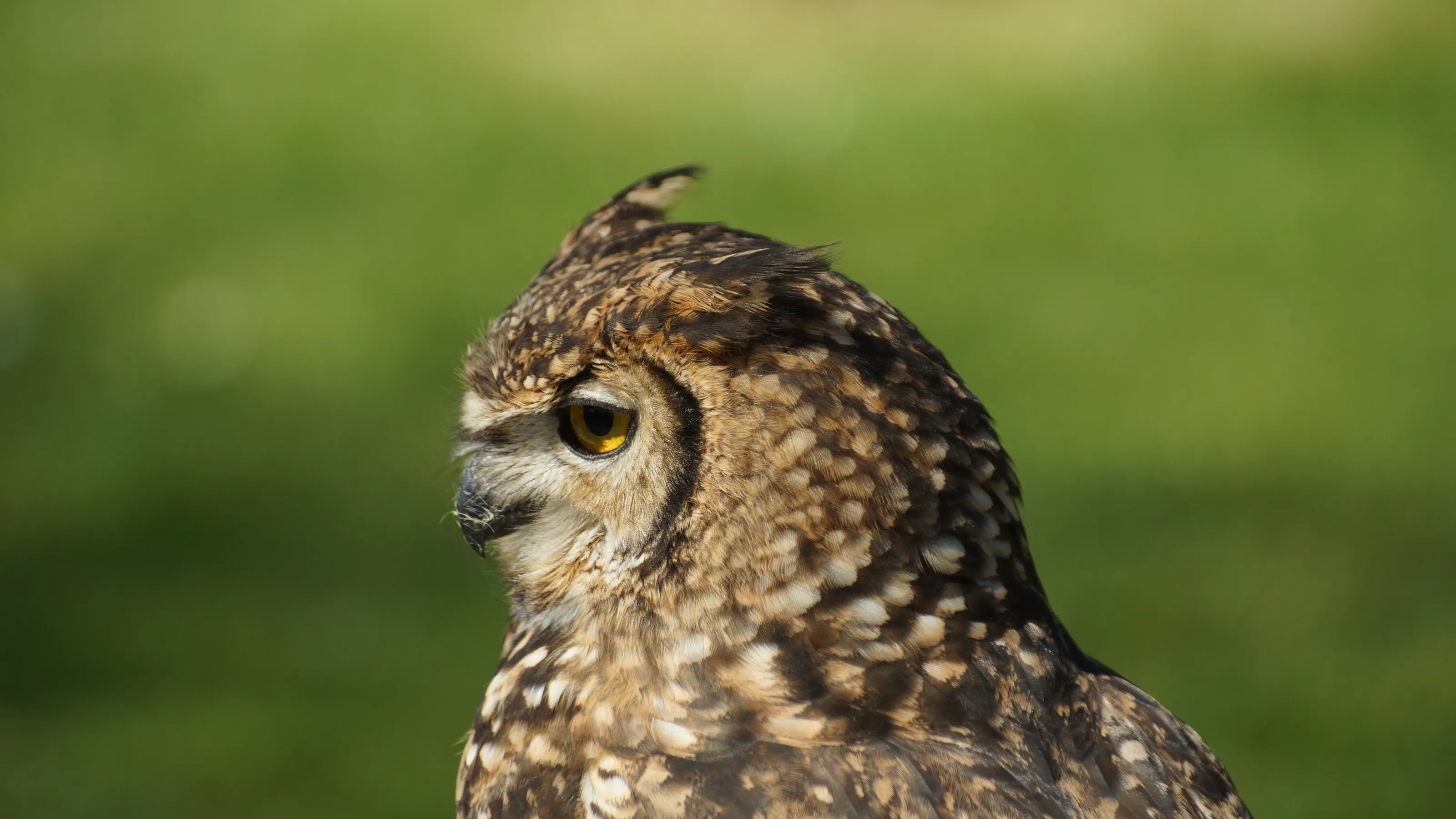 Cornish Owl
