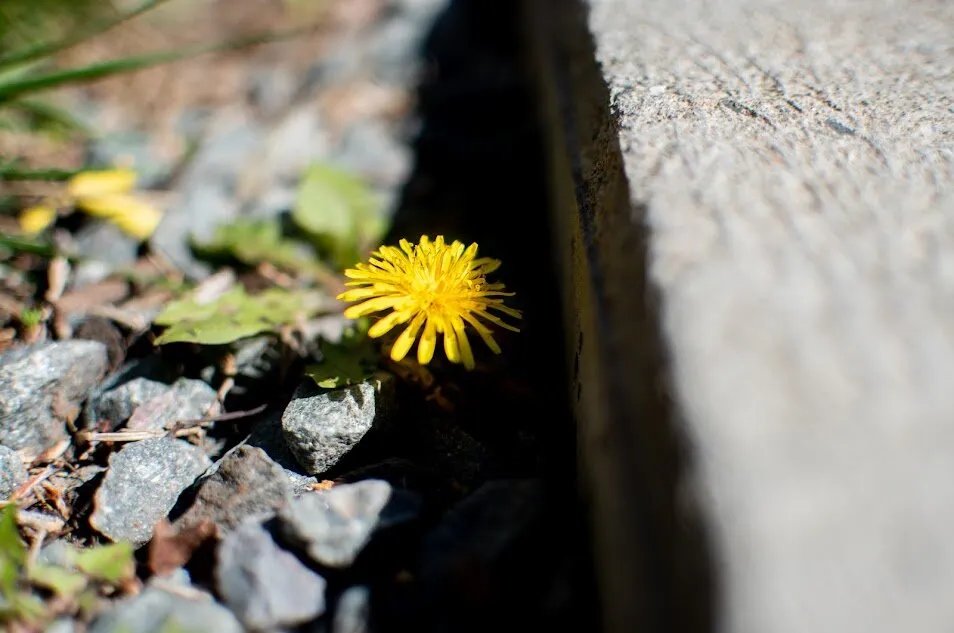 Small But Tough