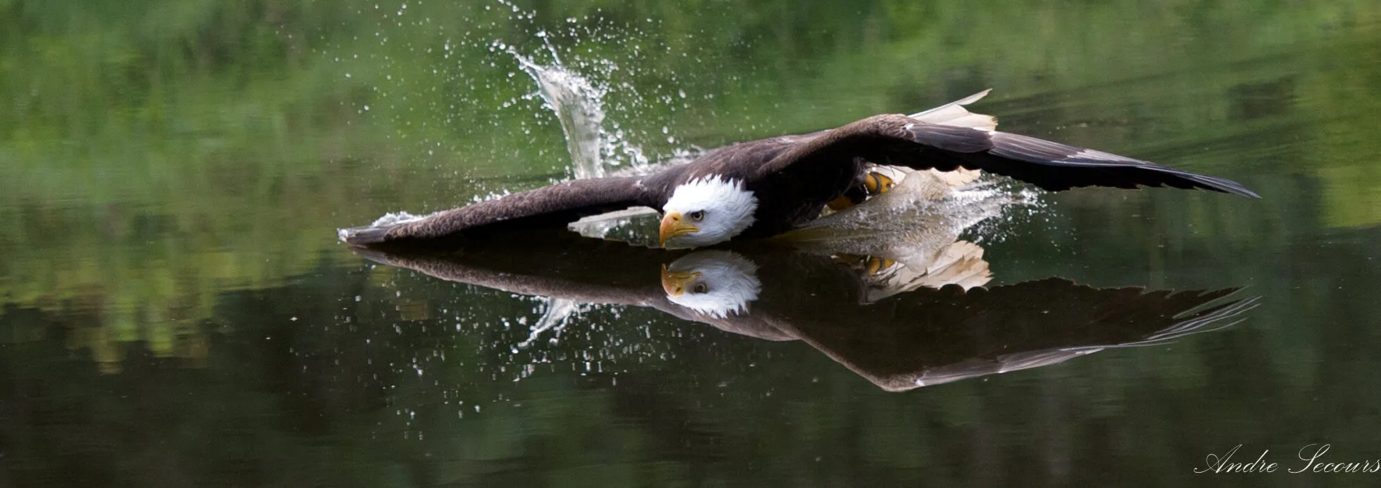 Skimming American Bald Eagle