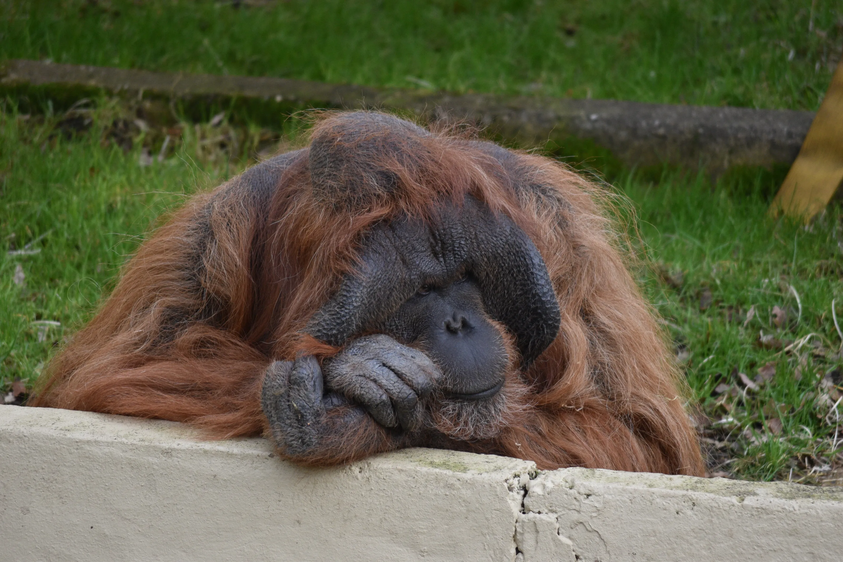 Benji the Dudley zoo orangutang